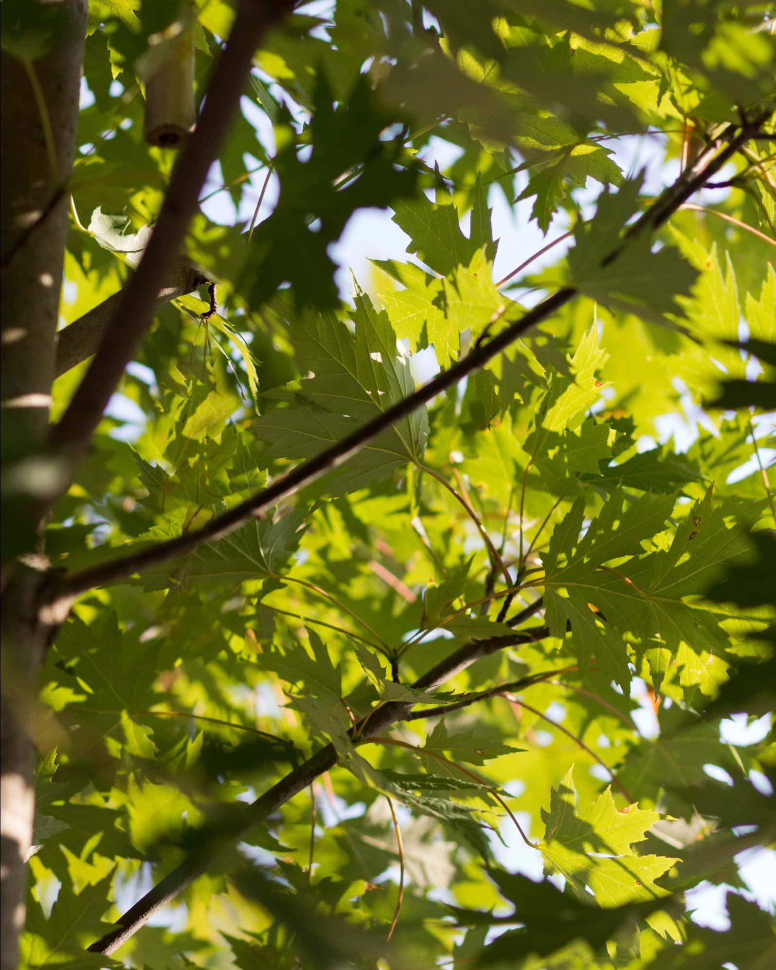 Celebration Maple - Image 7