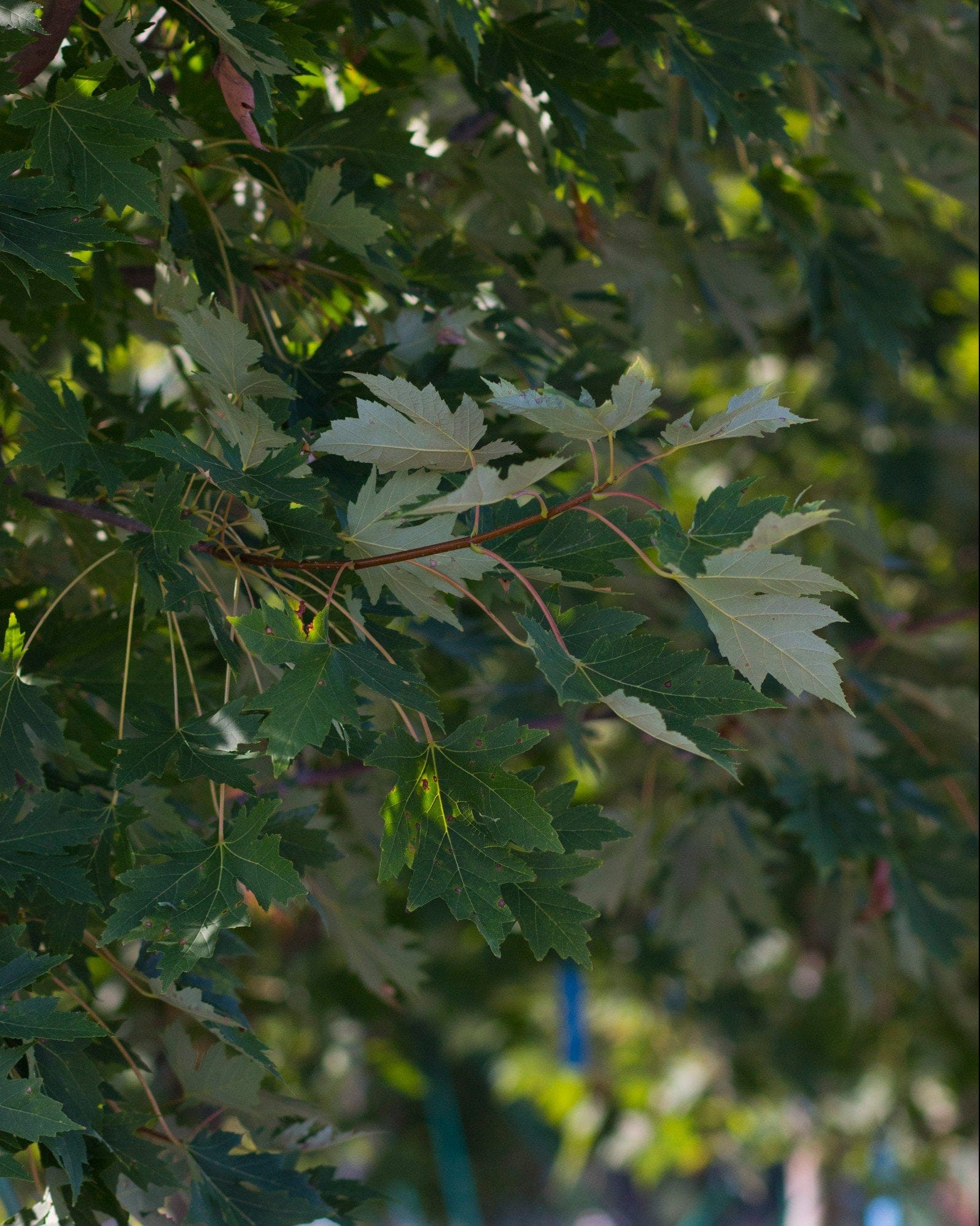 Celebration Maple - view 4