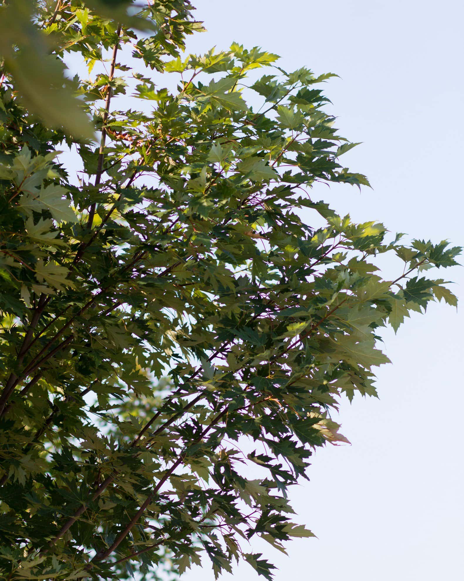 Celebration Maple - Image 4