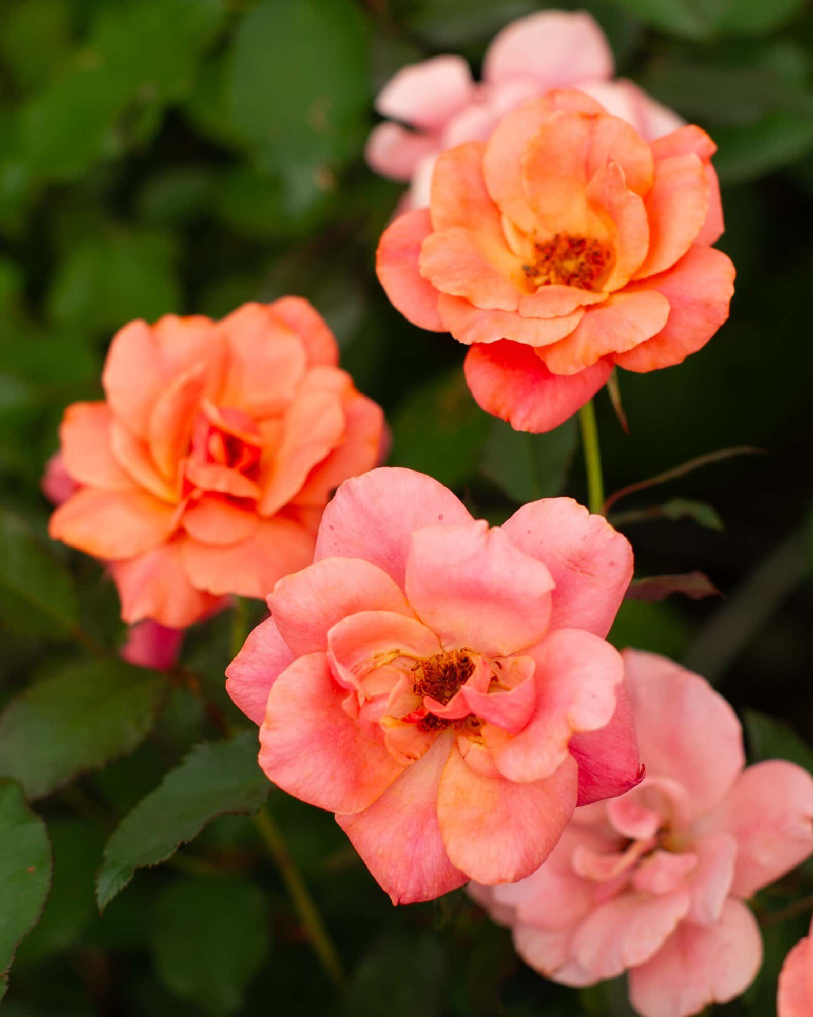 Coral Knock Out Rose - Main Image