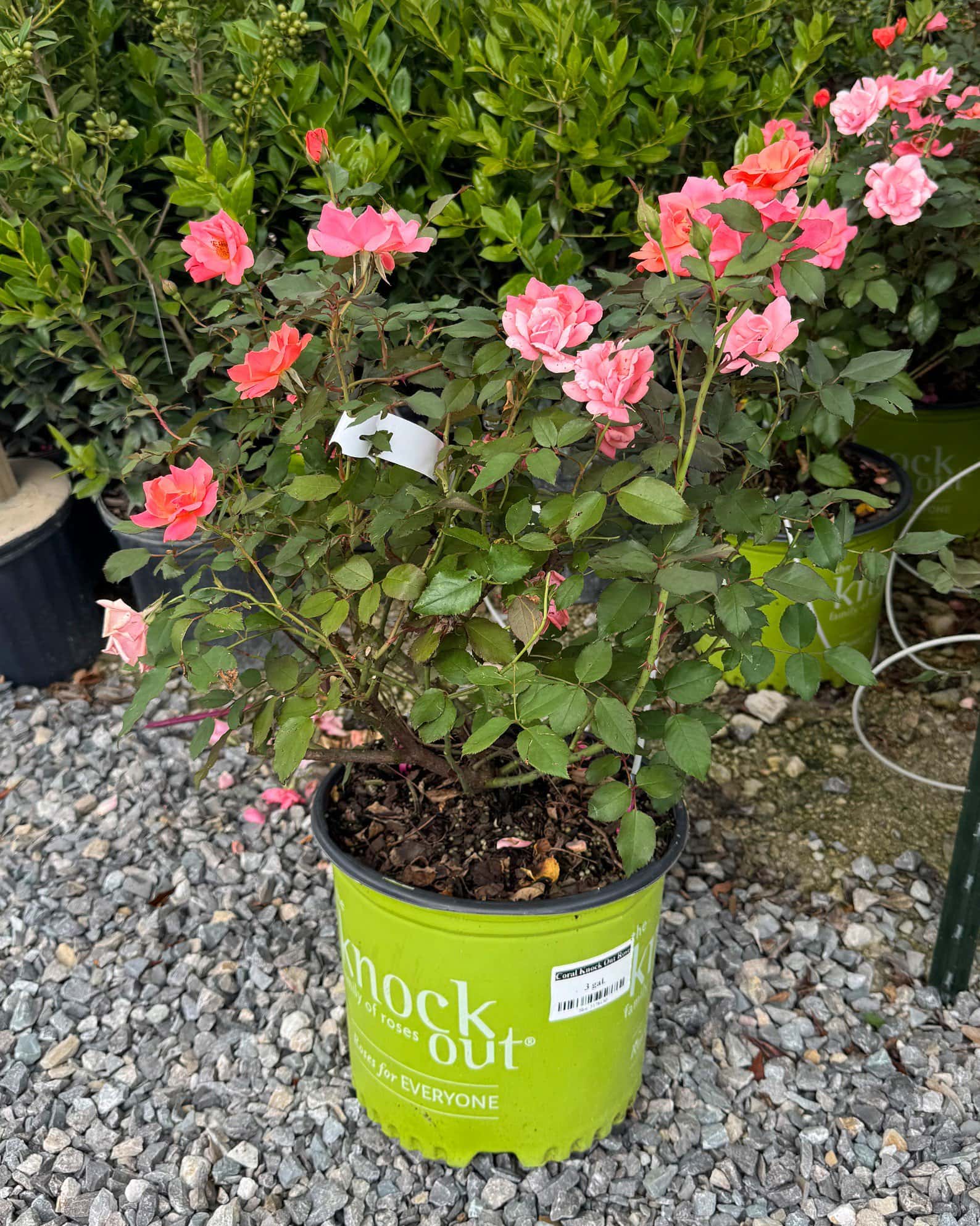 Coral Knock Out Rose - Image 5