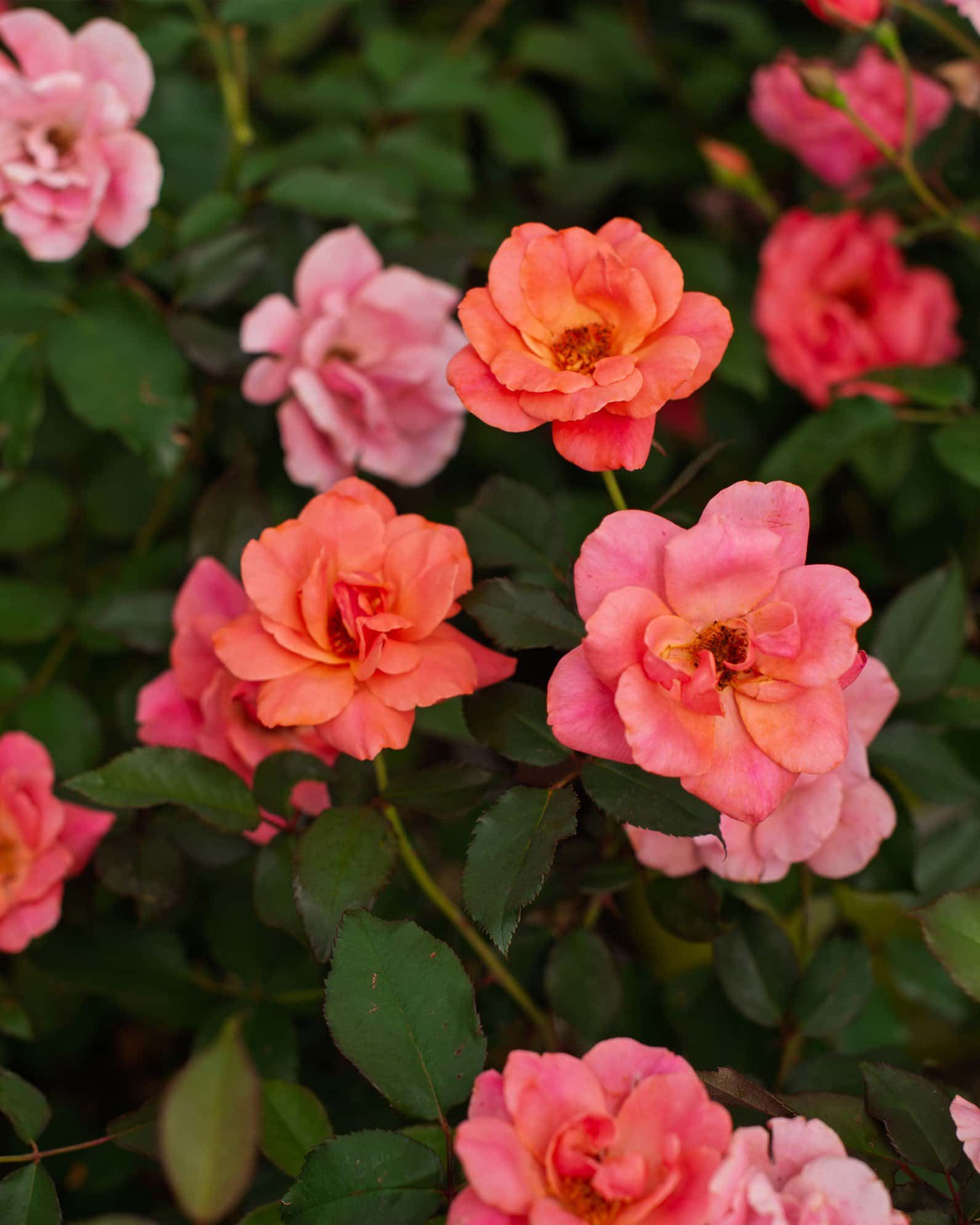 Coral Knock Out Rose - Image 1
