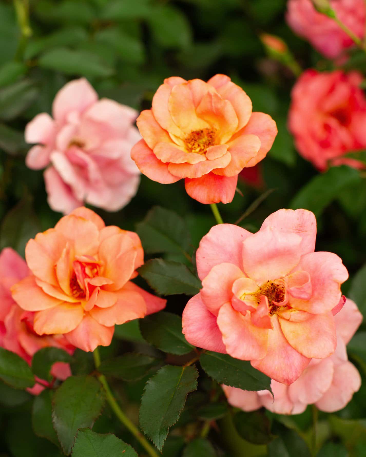 Coral Knock Out Rose - Image 6