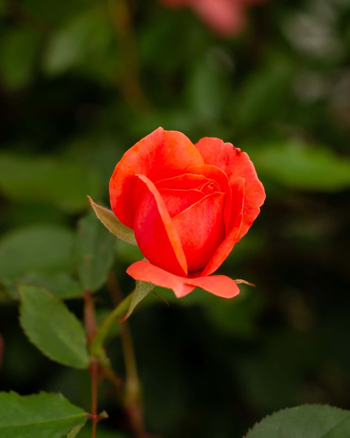 Coral Knock Out Rose - Image 2