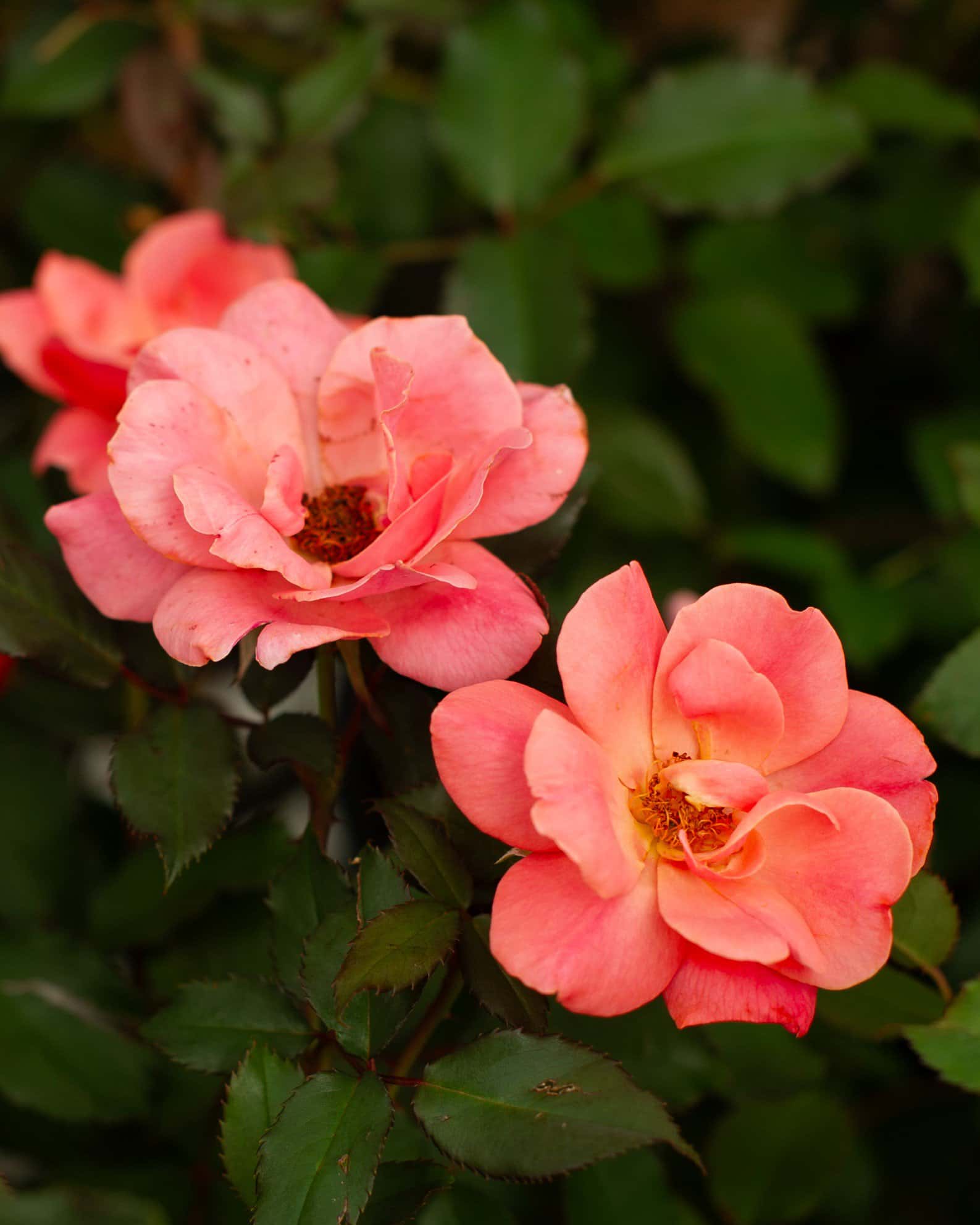 Coral Knock Out Rose - Image 3
