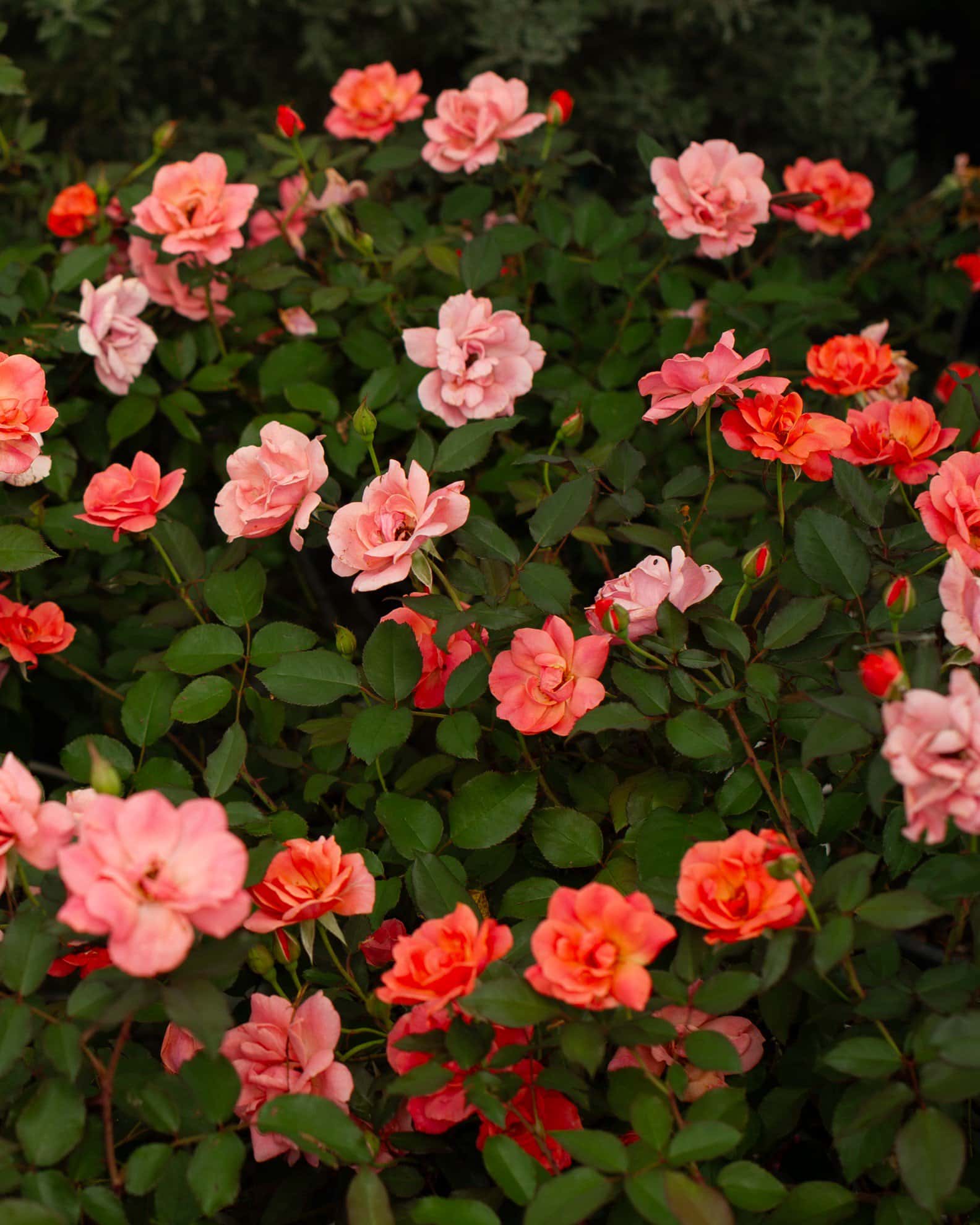 Coral Knock Out Rose - Image 7