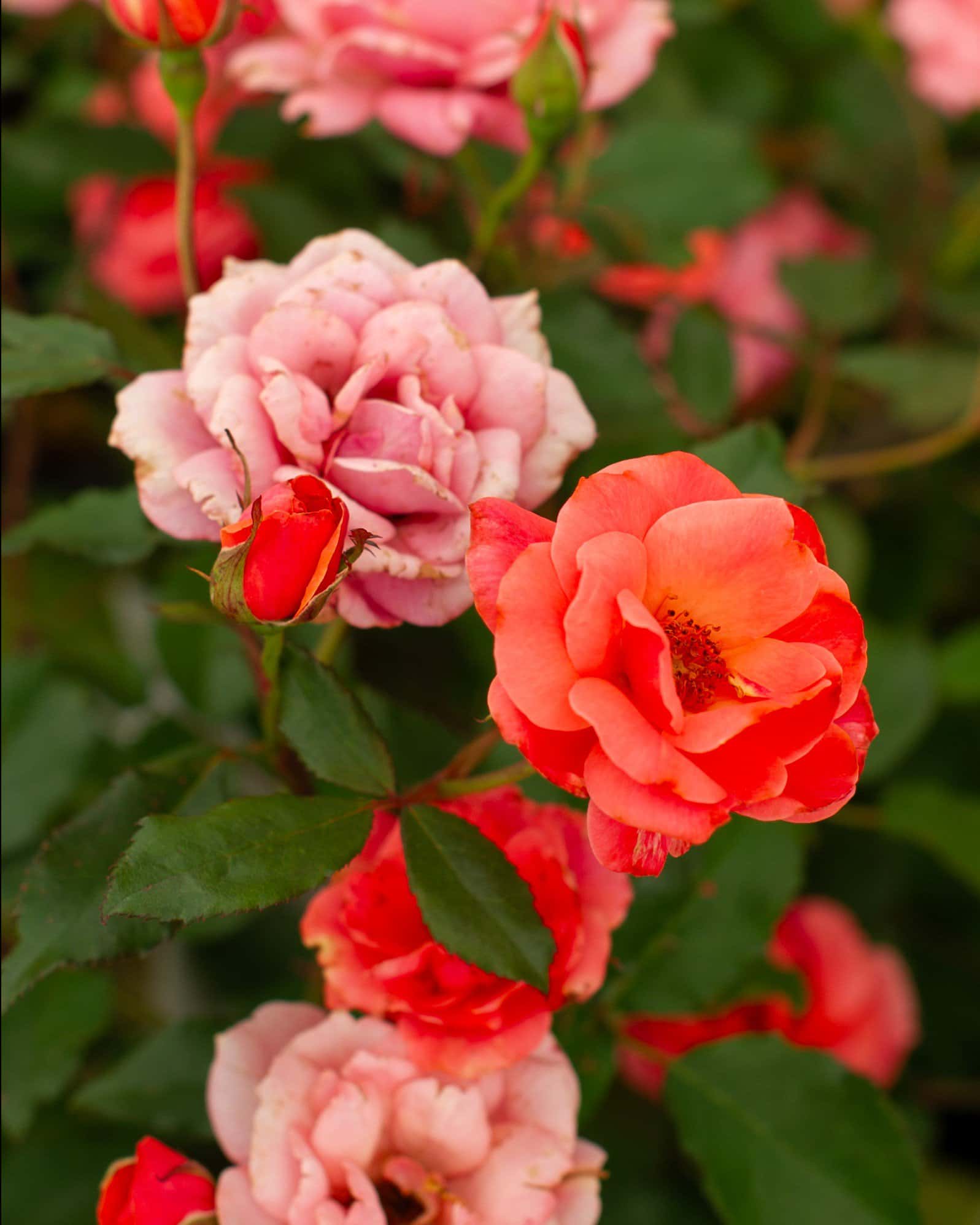 Coral Knock Out Rose - Image 4
