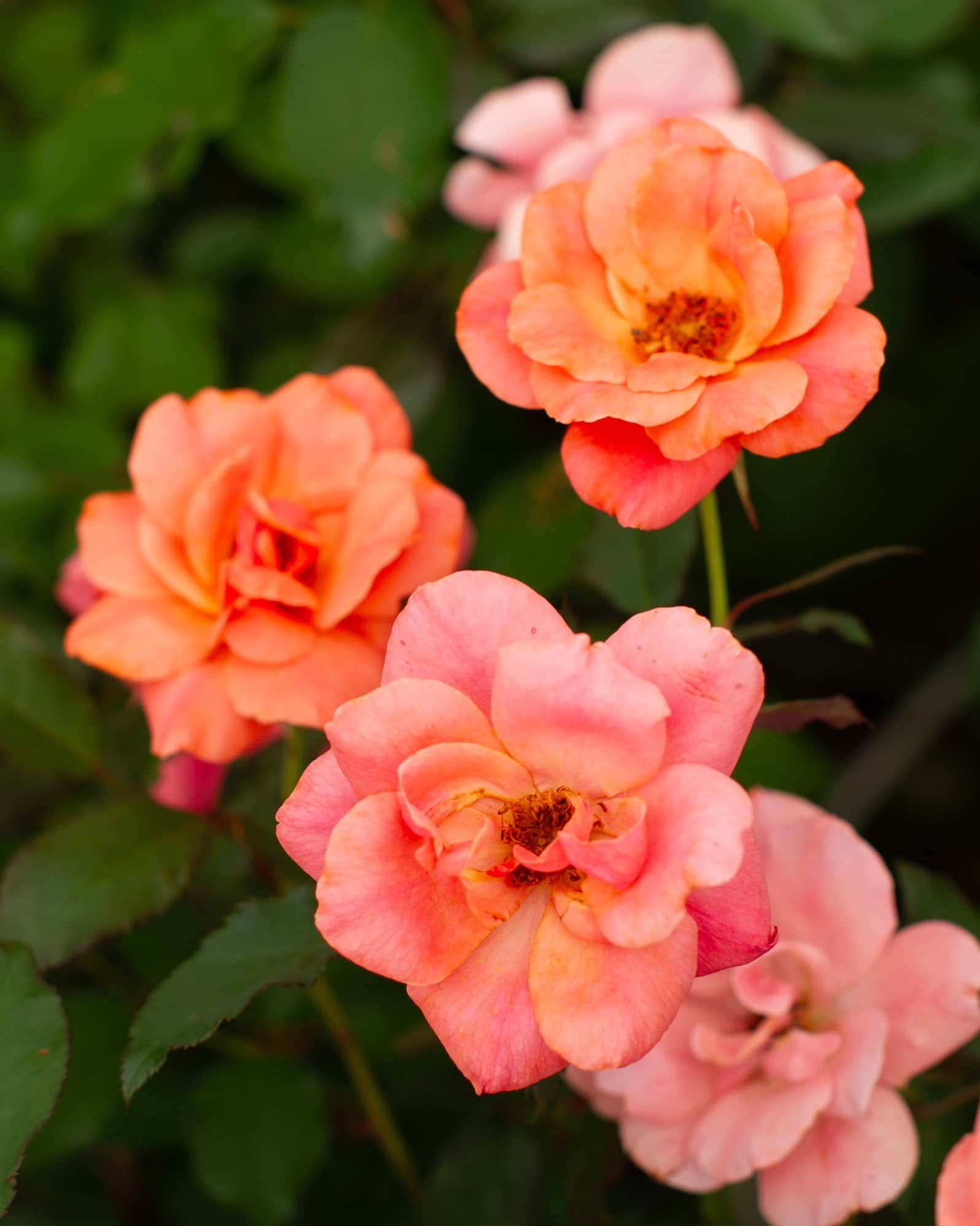 Coral Knock Out Rose Tree Form - Image 2