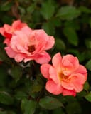 Coral Knock Out Rose Tree Form thumbnail 2