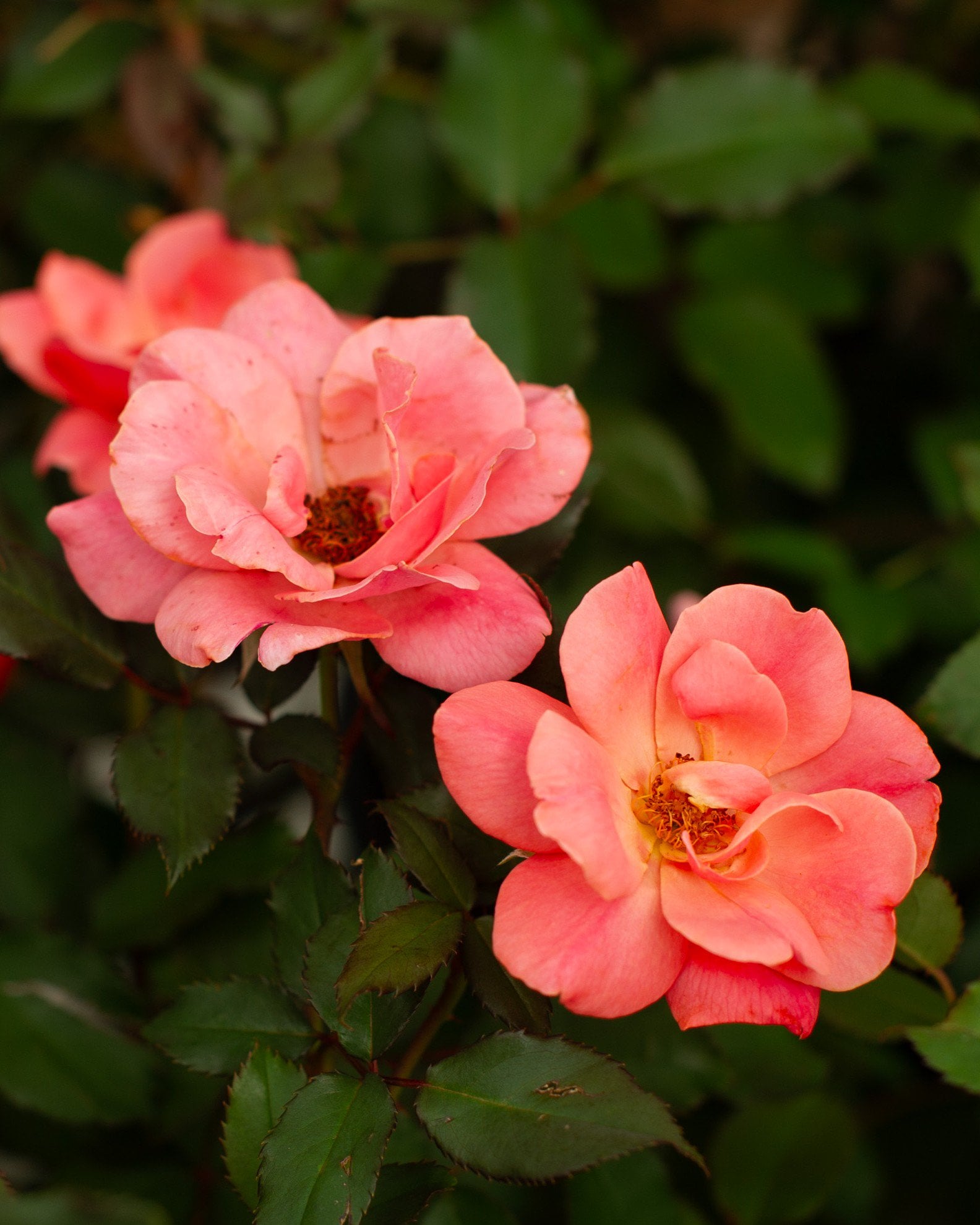 Coral Knock Out Rose Tree Form - Image 1