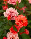 Coral Knock Out Rose Tree Form thumbnail 3