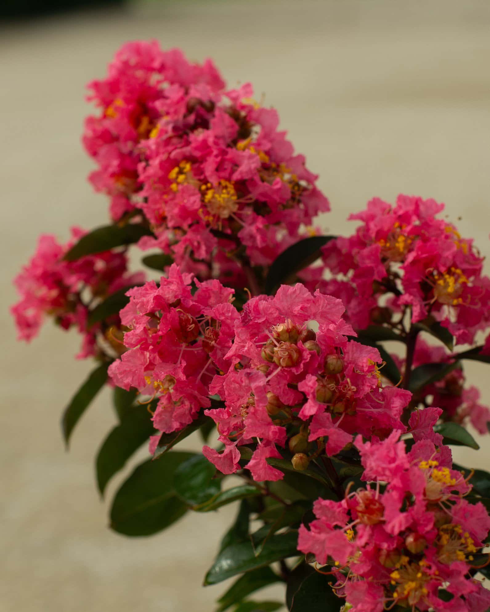 Coral Magic Crape Myrtle - Main Image