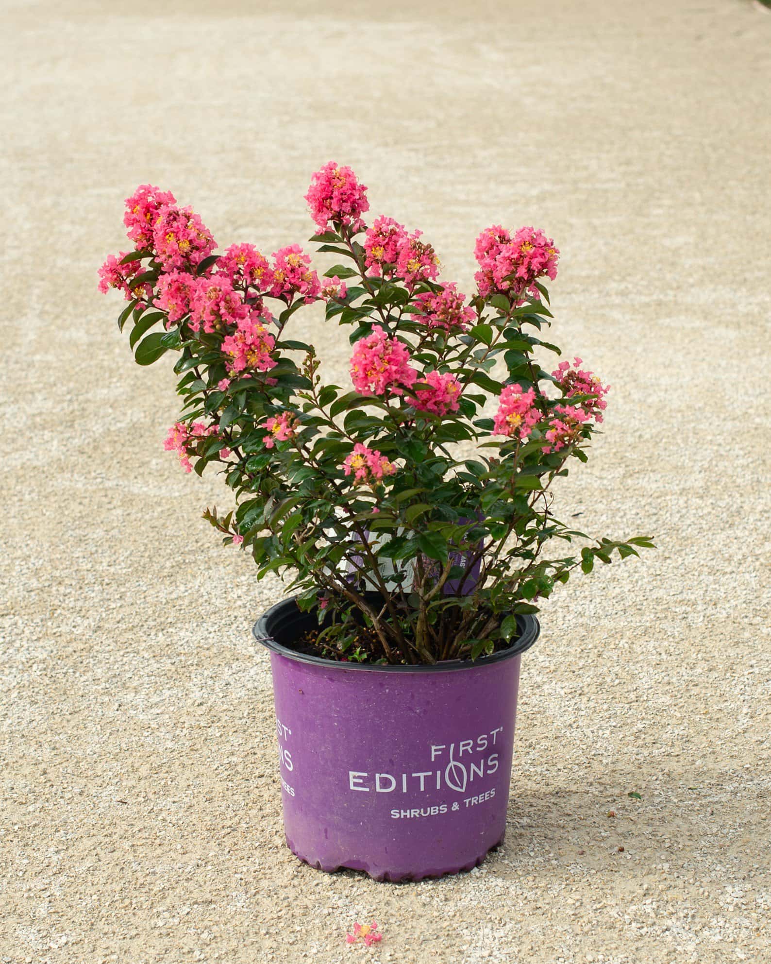 Coral Magic Crape Myrtle - Image 1