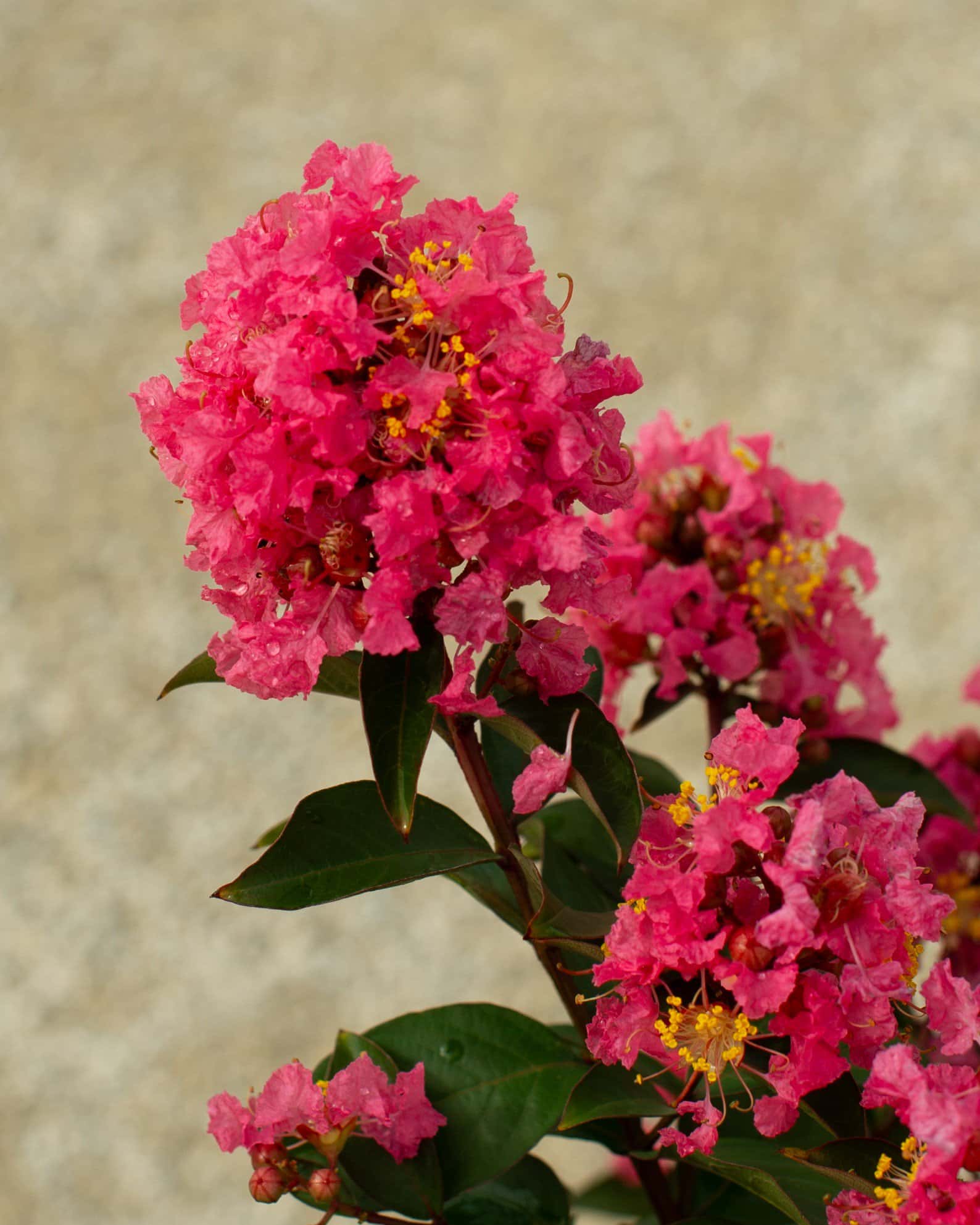 Coral Magic Crape Myrtle - Image 3