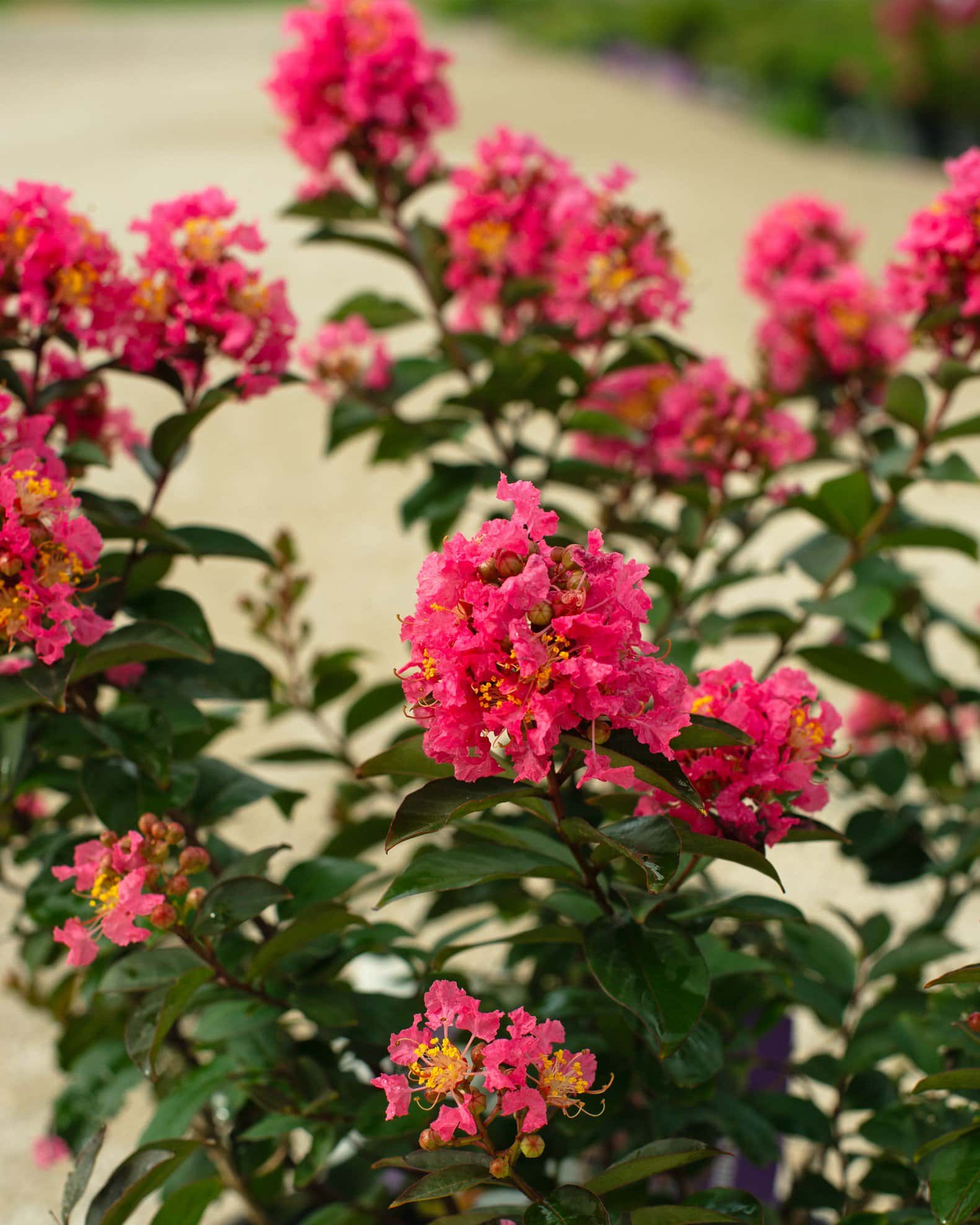 Coral Magic Crape Myrtle - Image 4