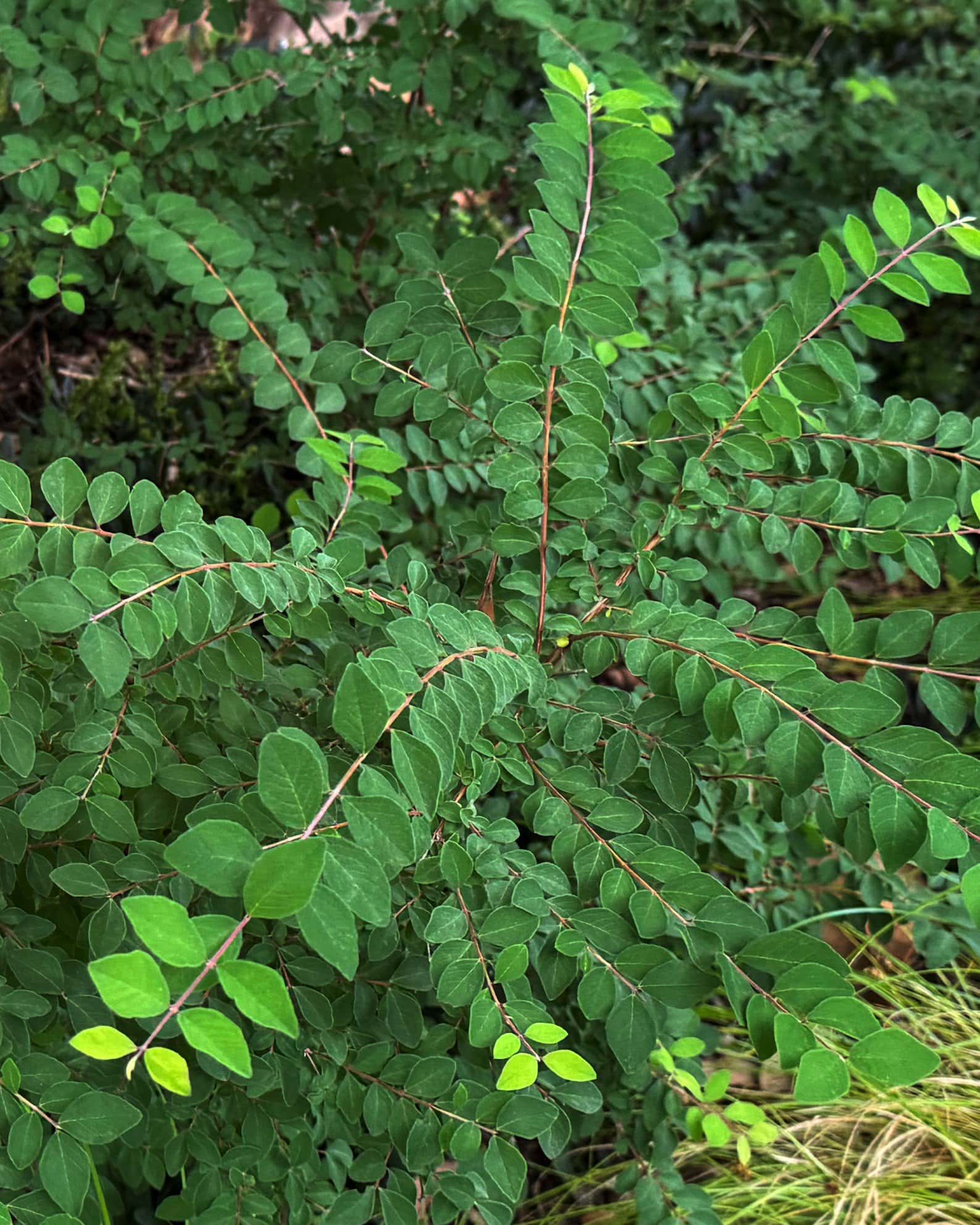 Coralberry - Main Image