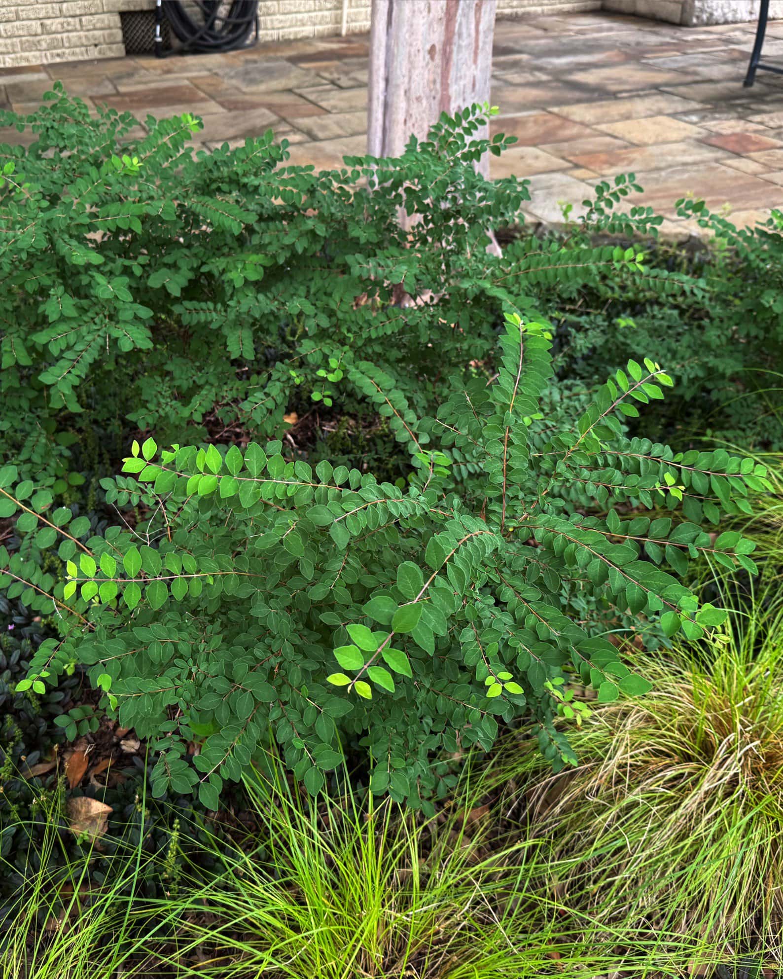 Coralberry - Image 1