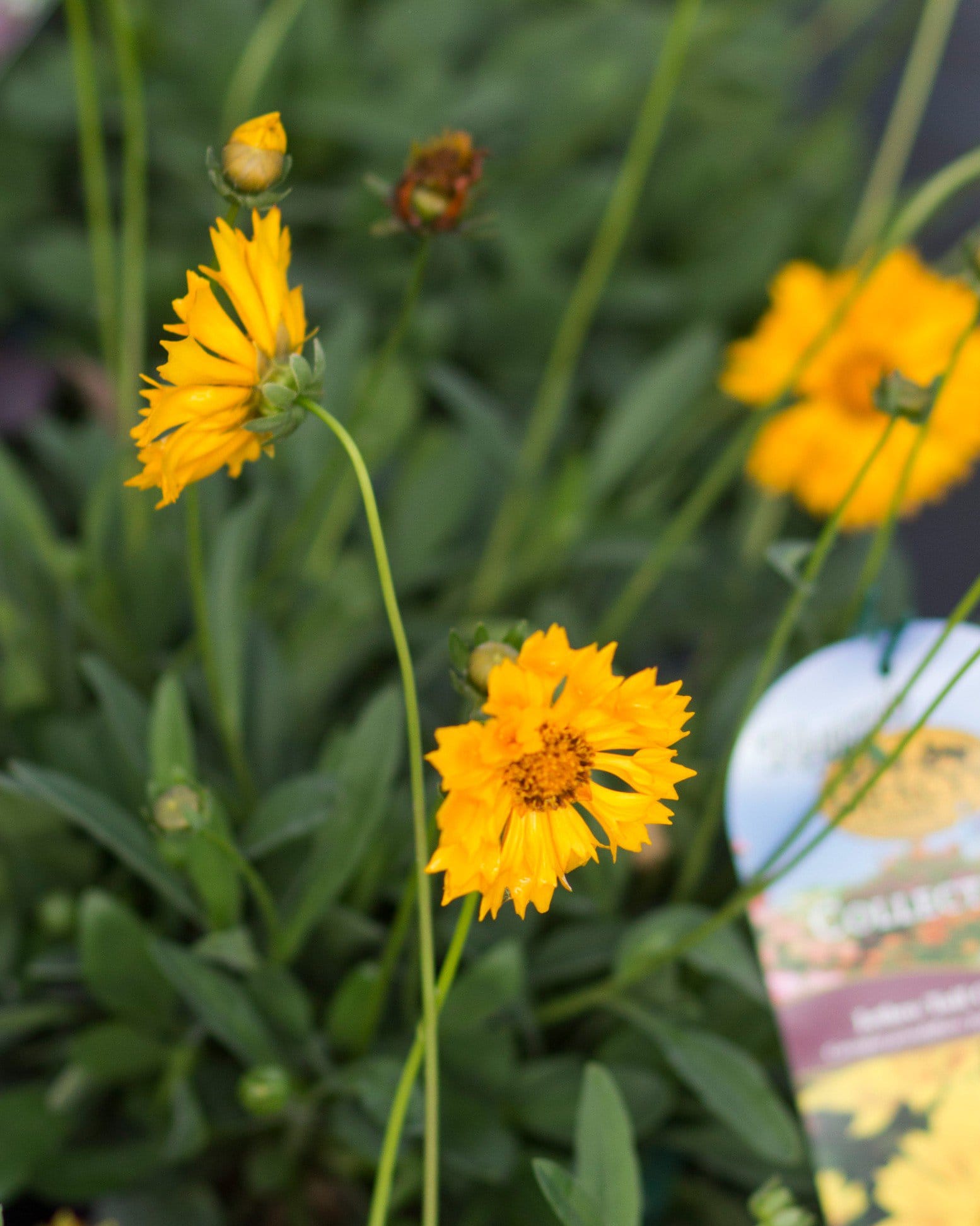 Jethro Tull Coreopsis - Main Image