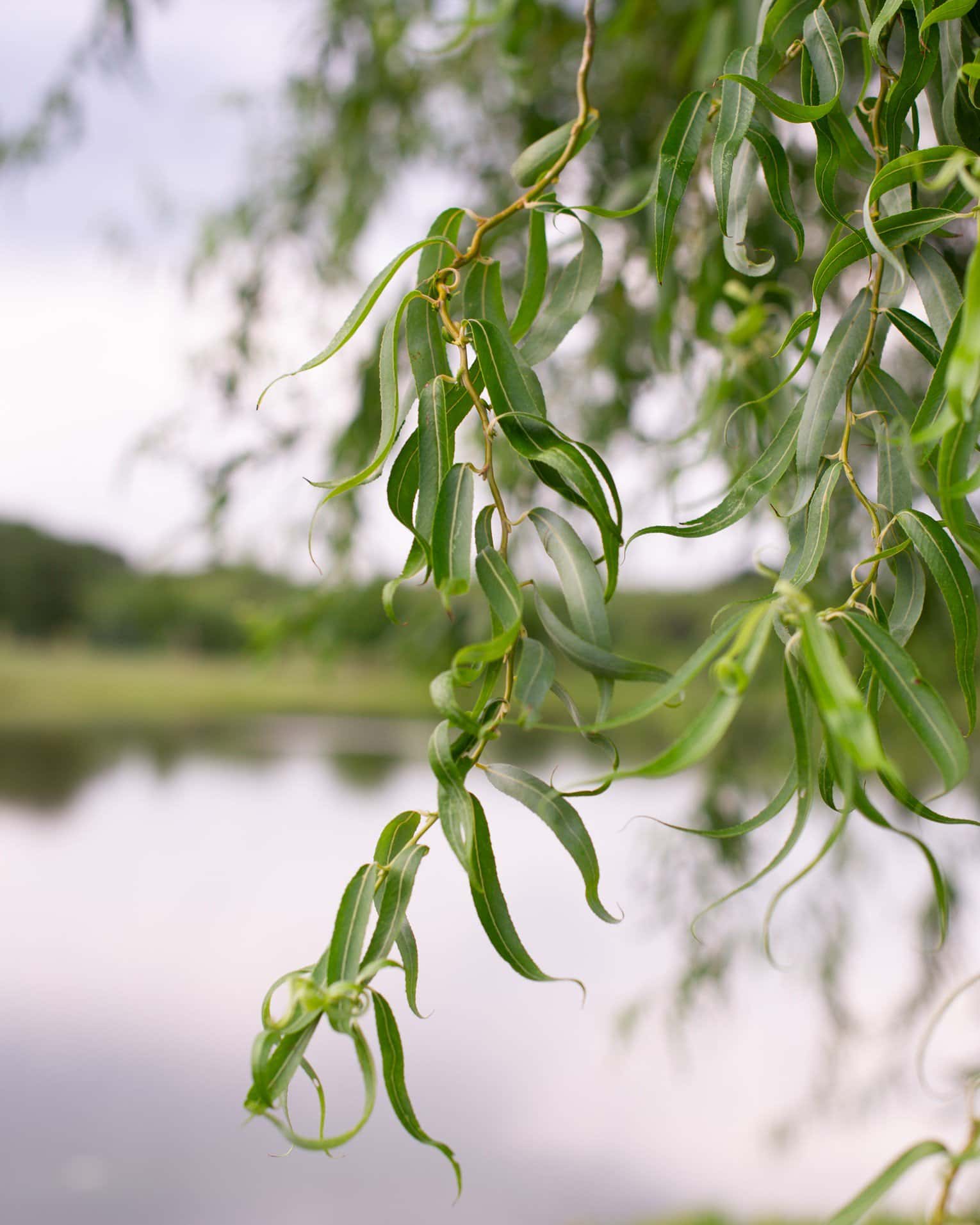 Corkscrew Willow - Main Image