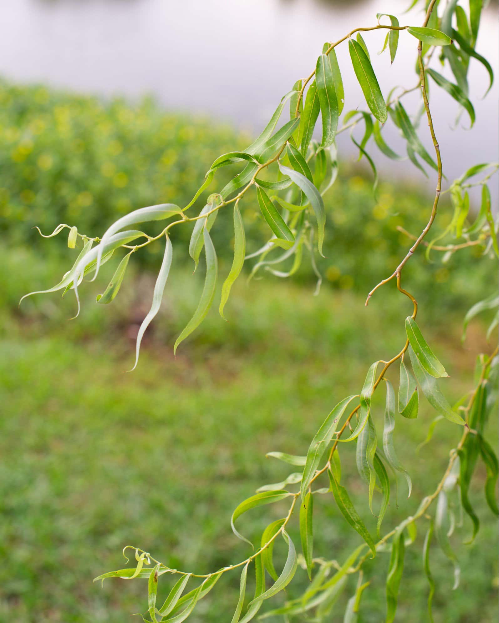 Corkscrew Willow - Image 1
