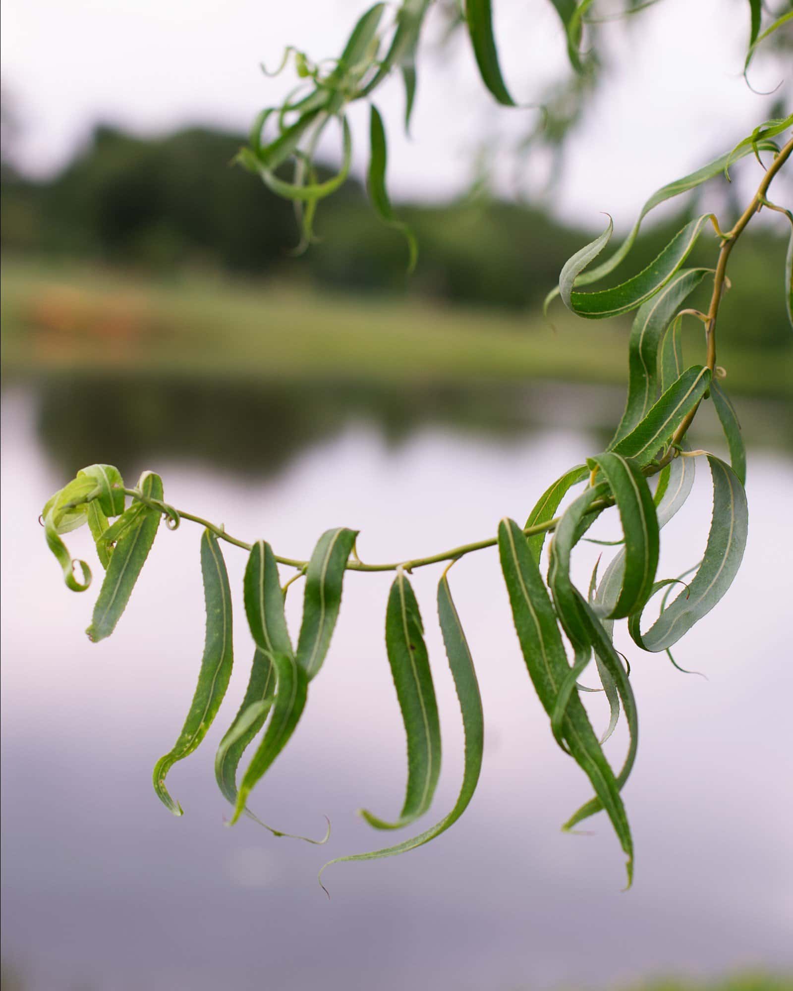 Corkscrew Willow - Image 2
