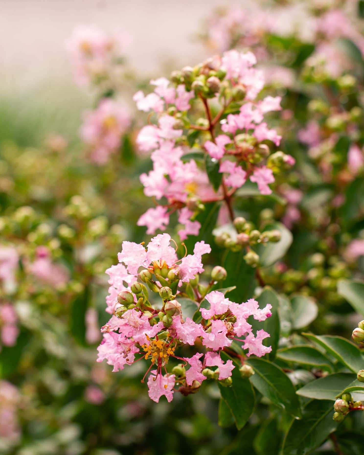 Cotton Candy Crape Myrtle - Main Image