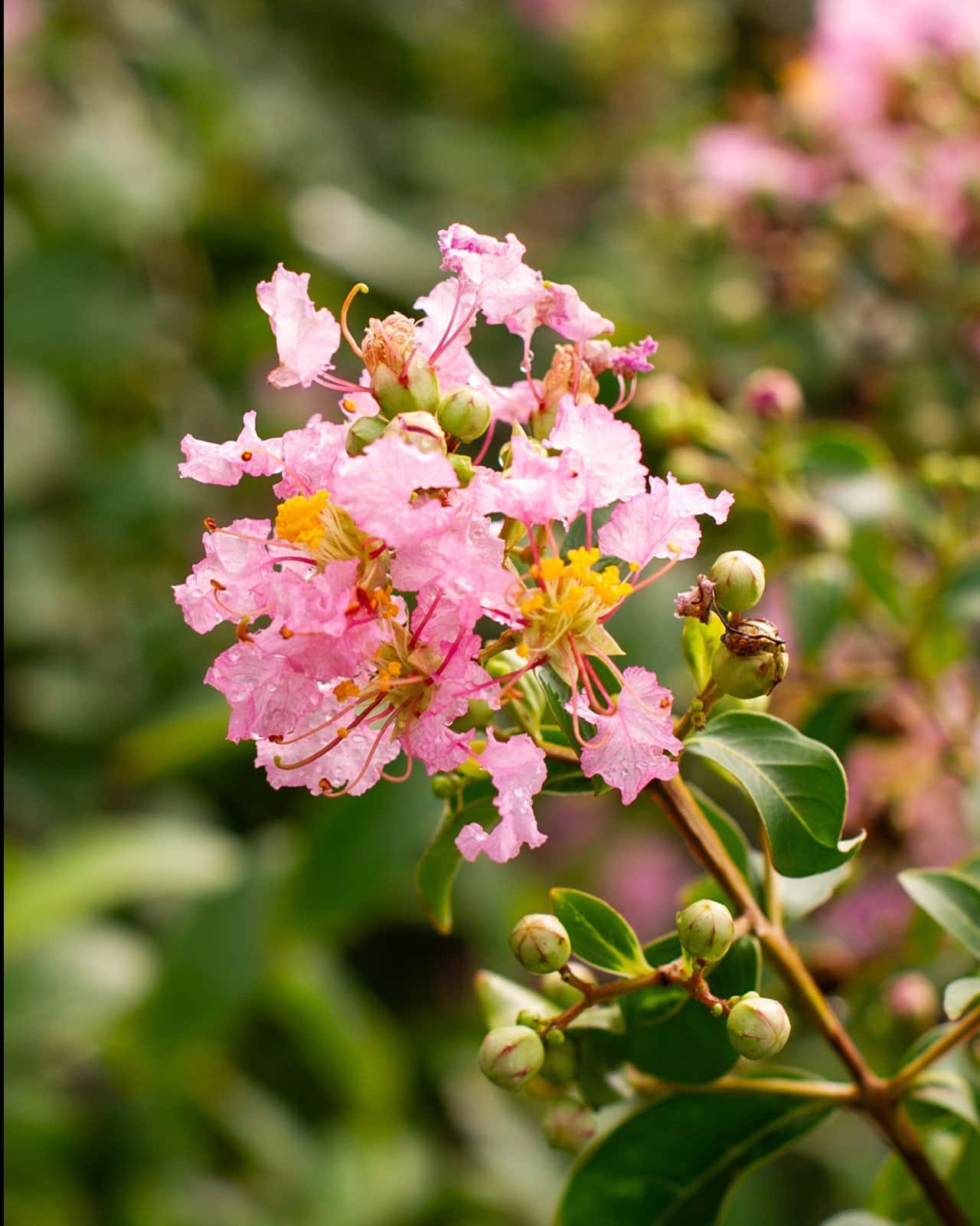 Cotton Candy Crape Myrtle - Image 1