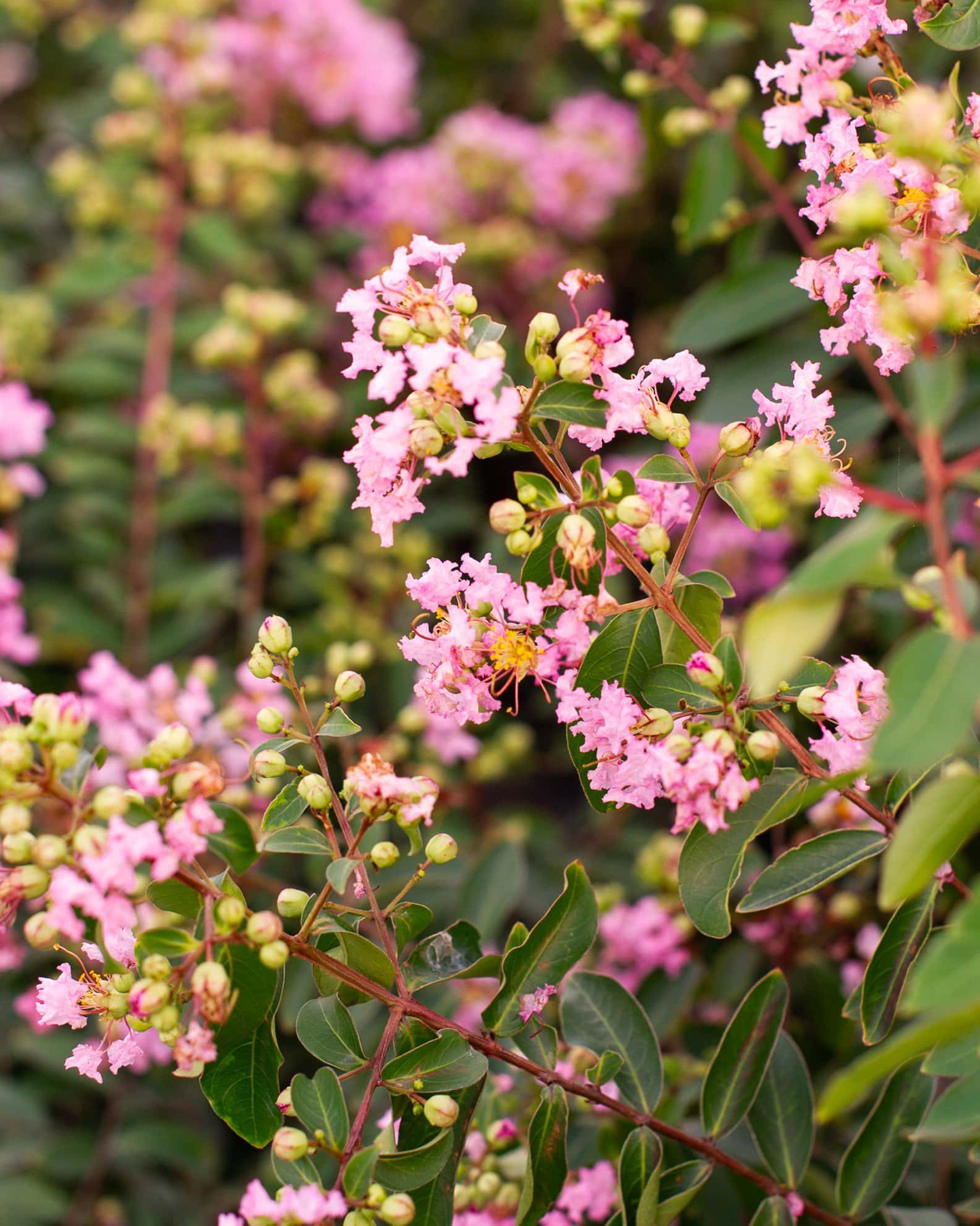 Cotton Candy Crape Myrtle - Image 2