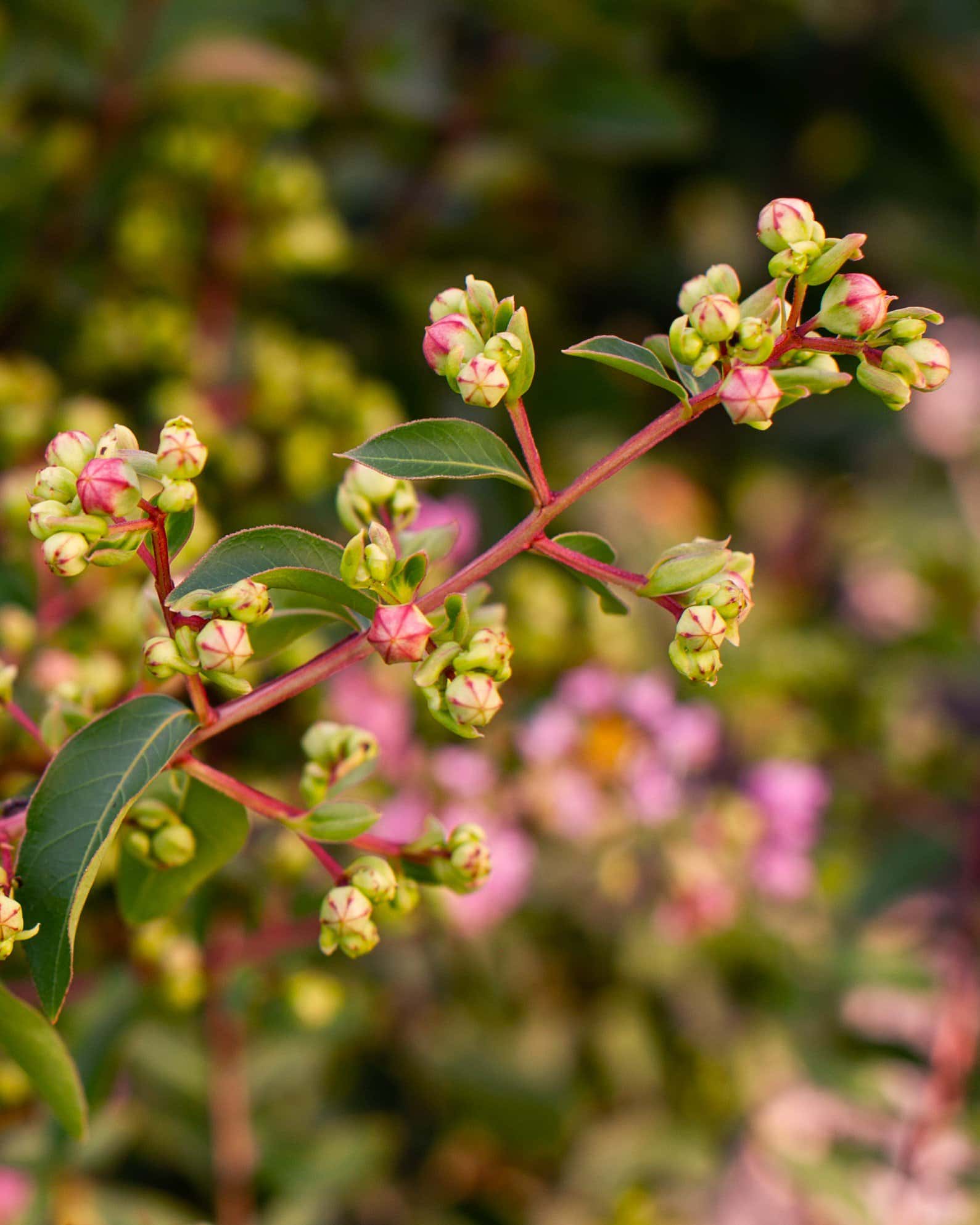 Cotton Candy Crape Myrtle - Image 3