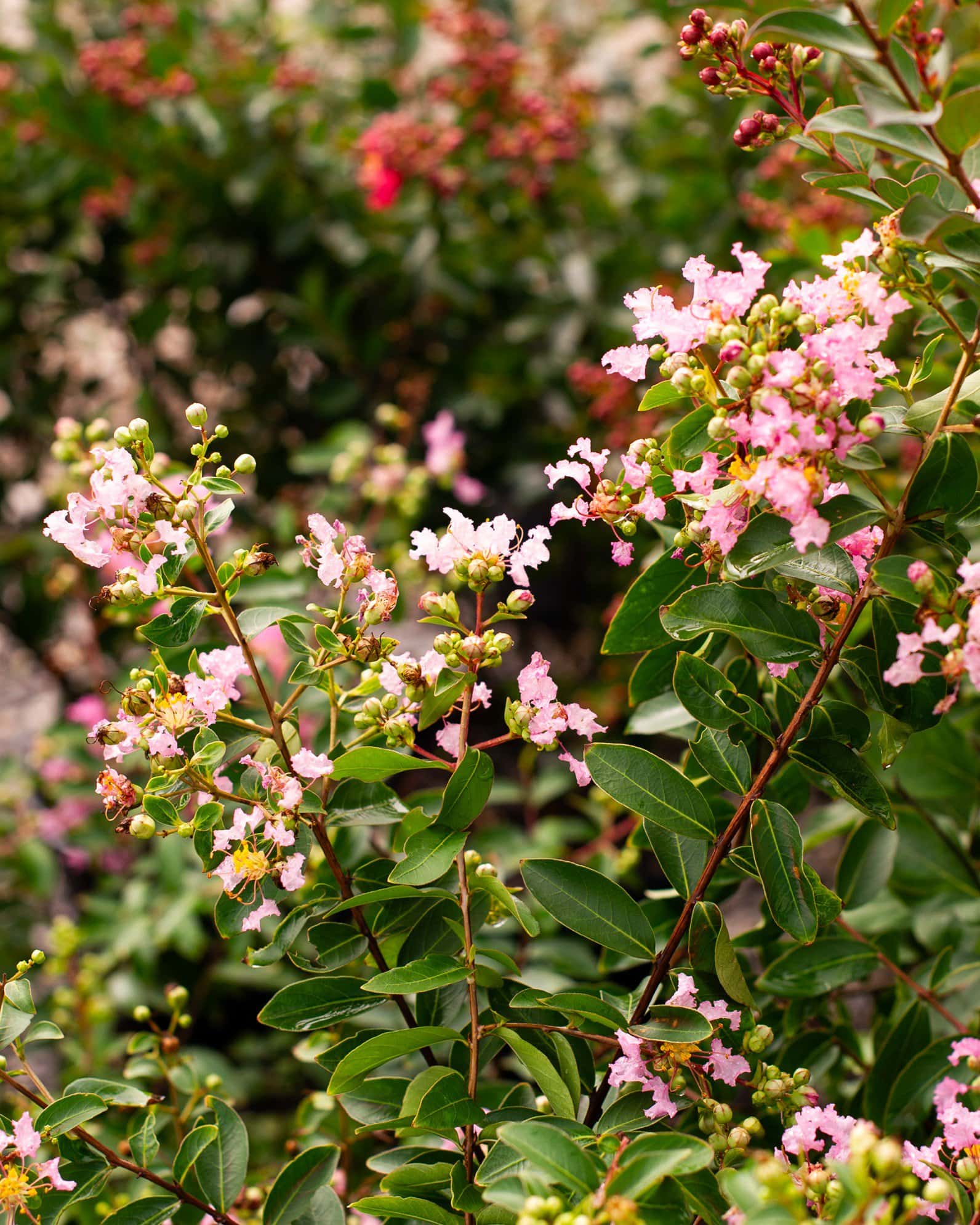 Cotton Candy Crape Myrtle - Image 4