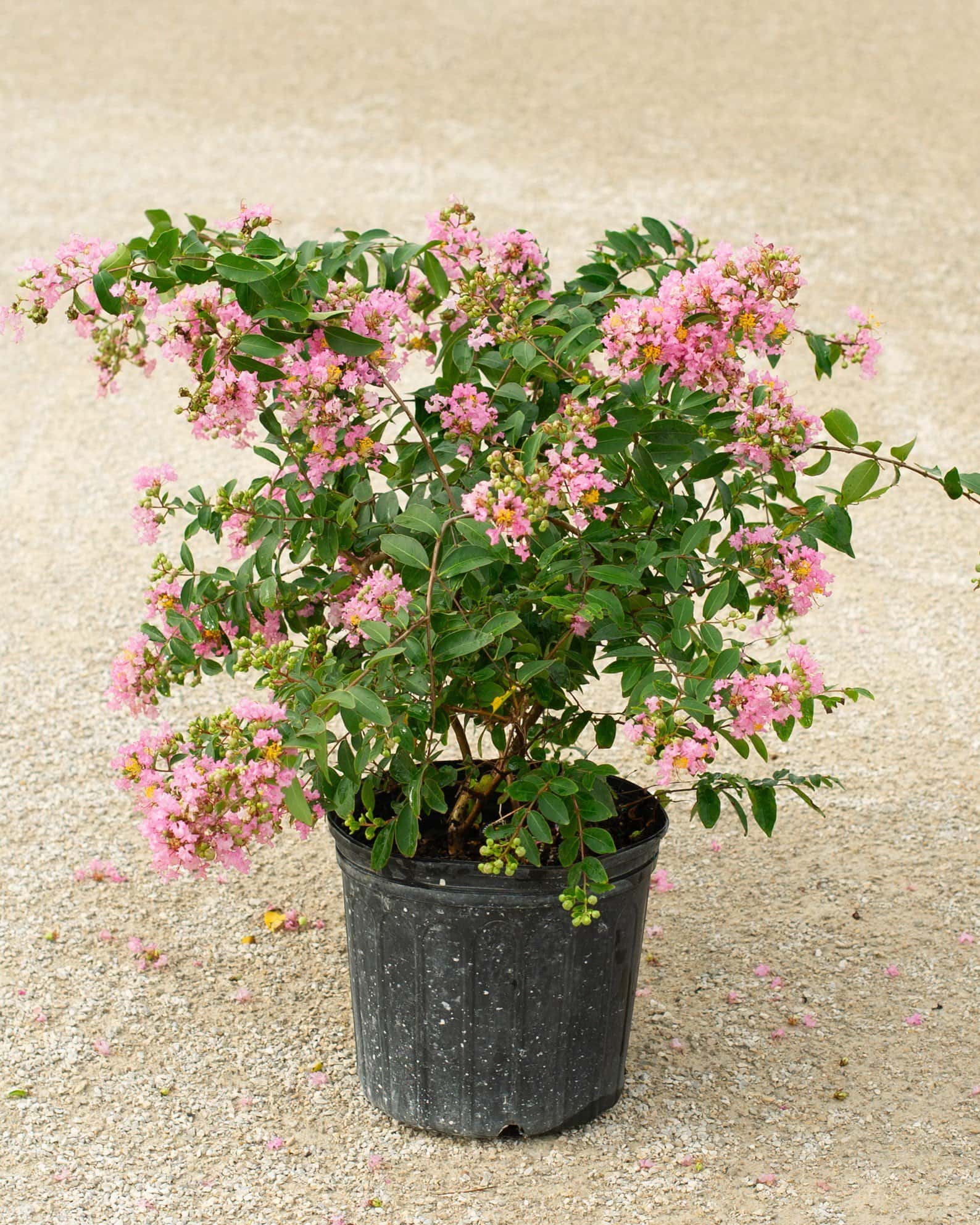 Cotton Candy Crape Myrtle - Image 5
