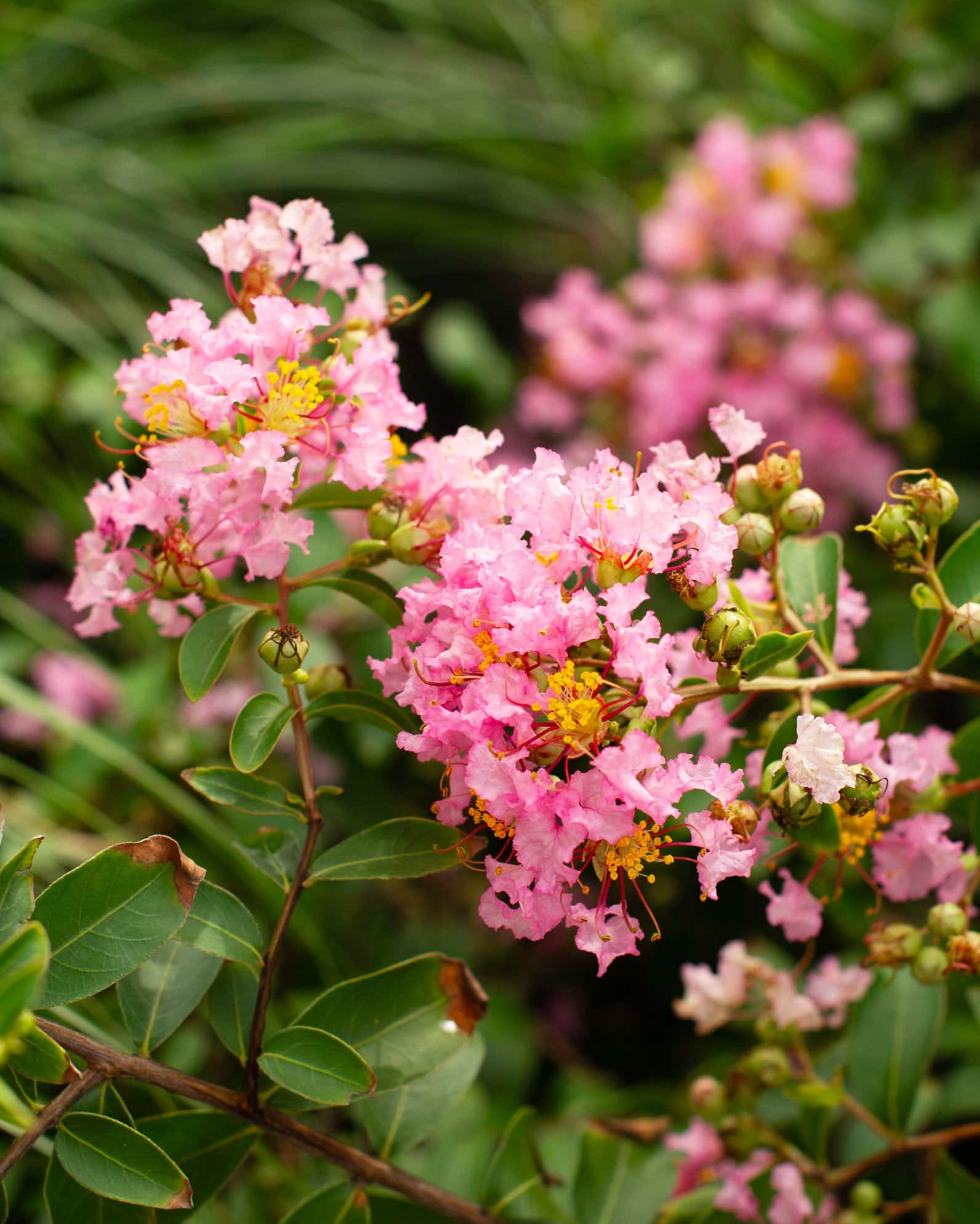 Cotton Candy Crape Myrtle - Image 6
