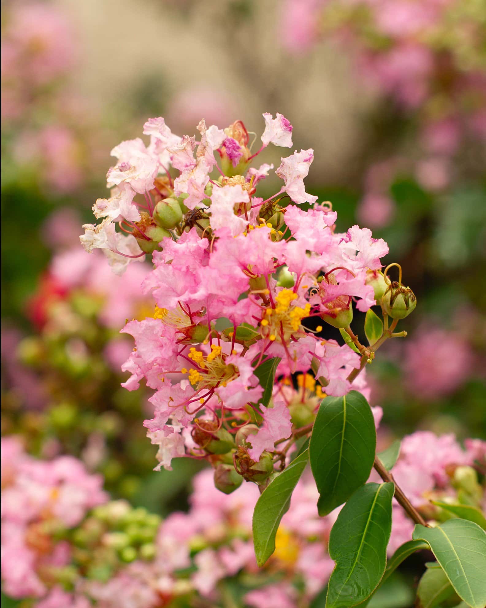 Cotton Candy Crape Myrtle - Image 7