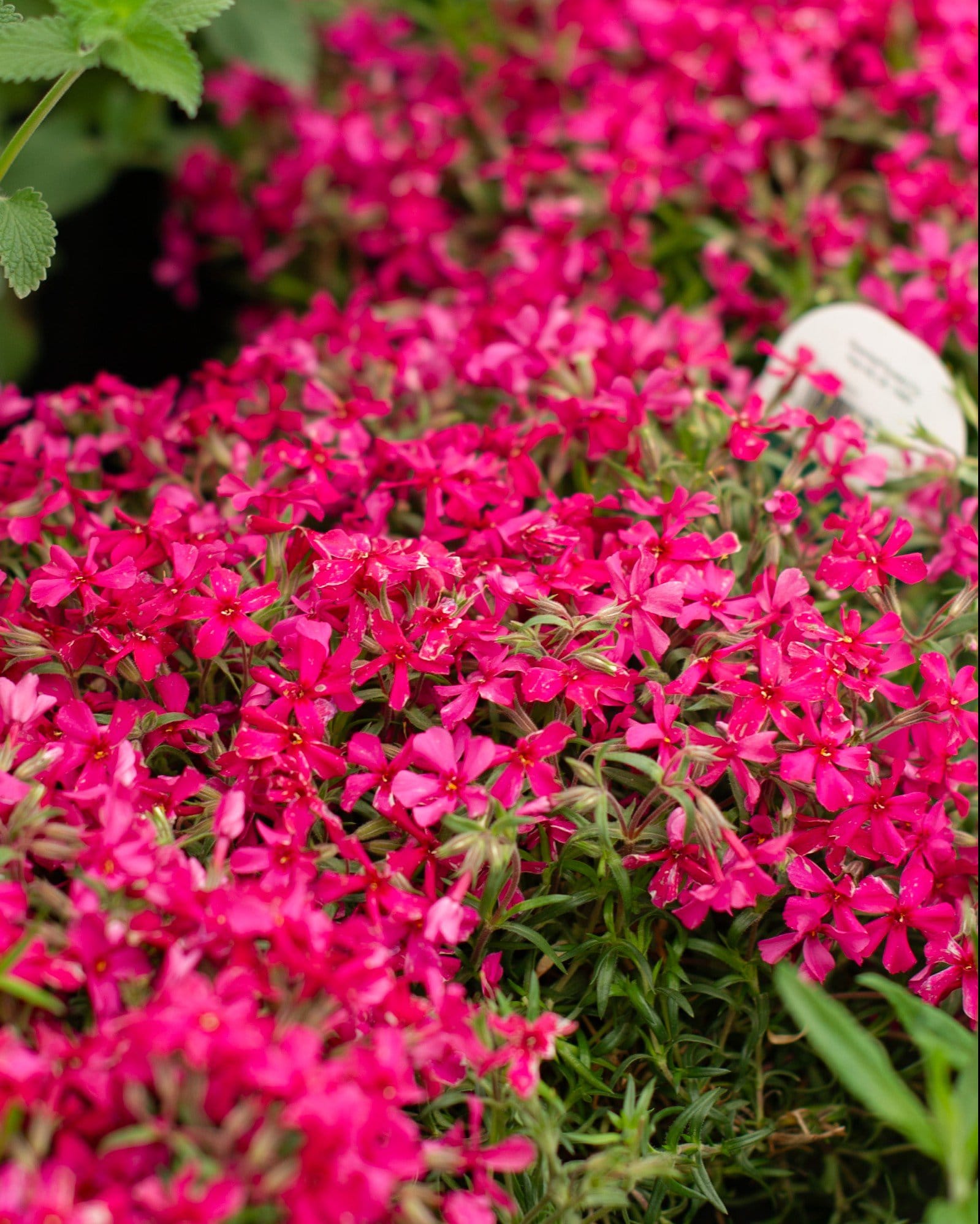 Creeping Red Phlox