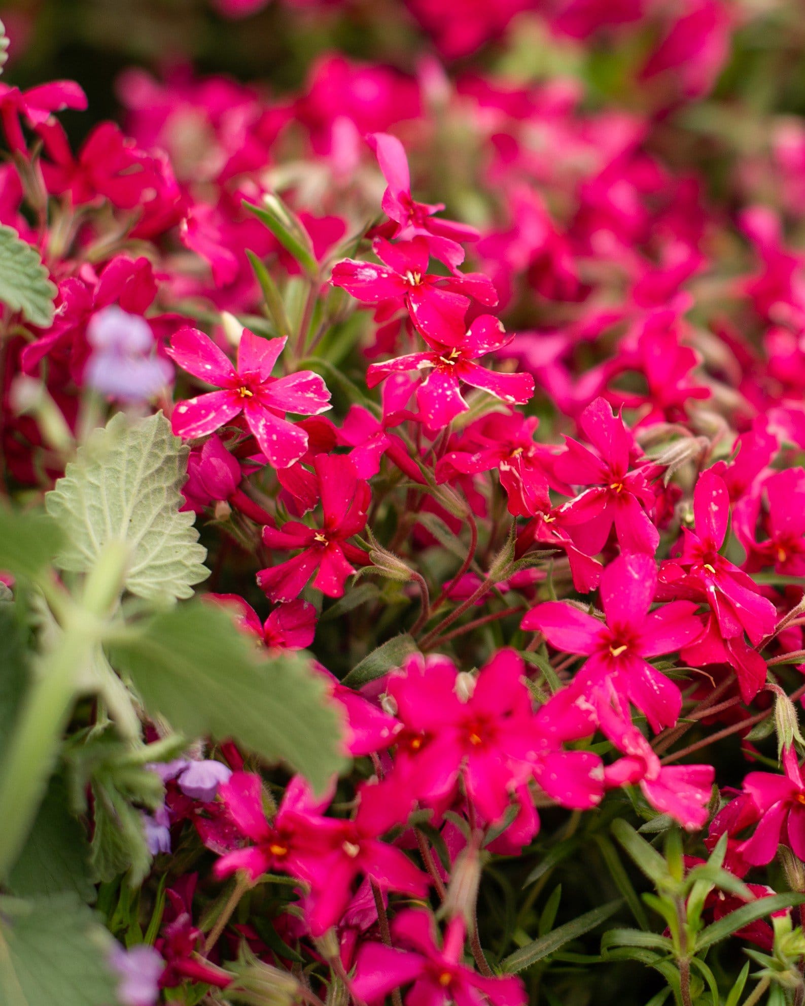 Creeping Red Phlox - view 2