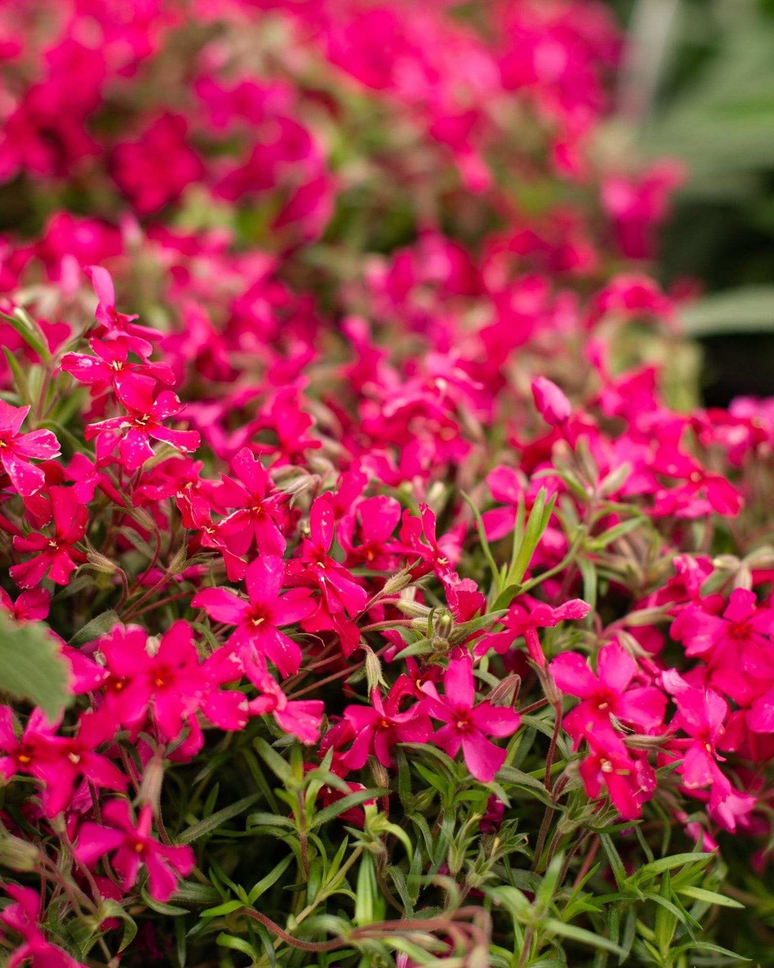 Creeping Red Phlox - view 3