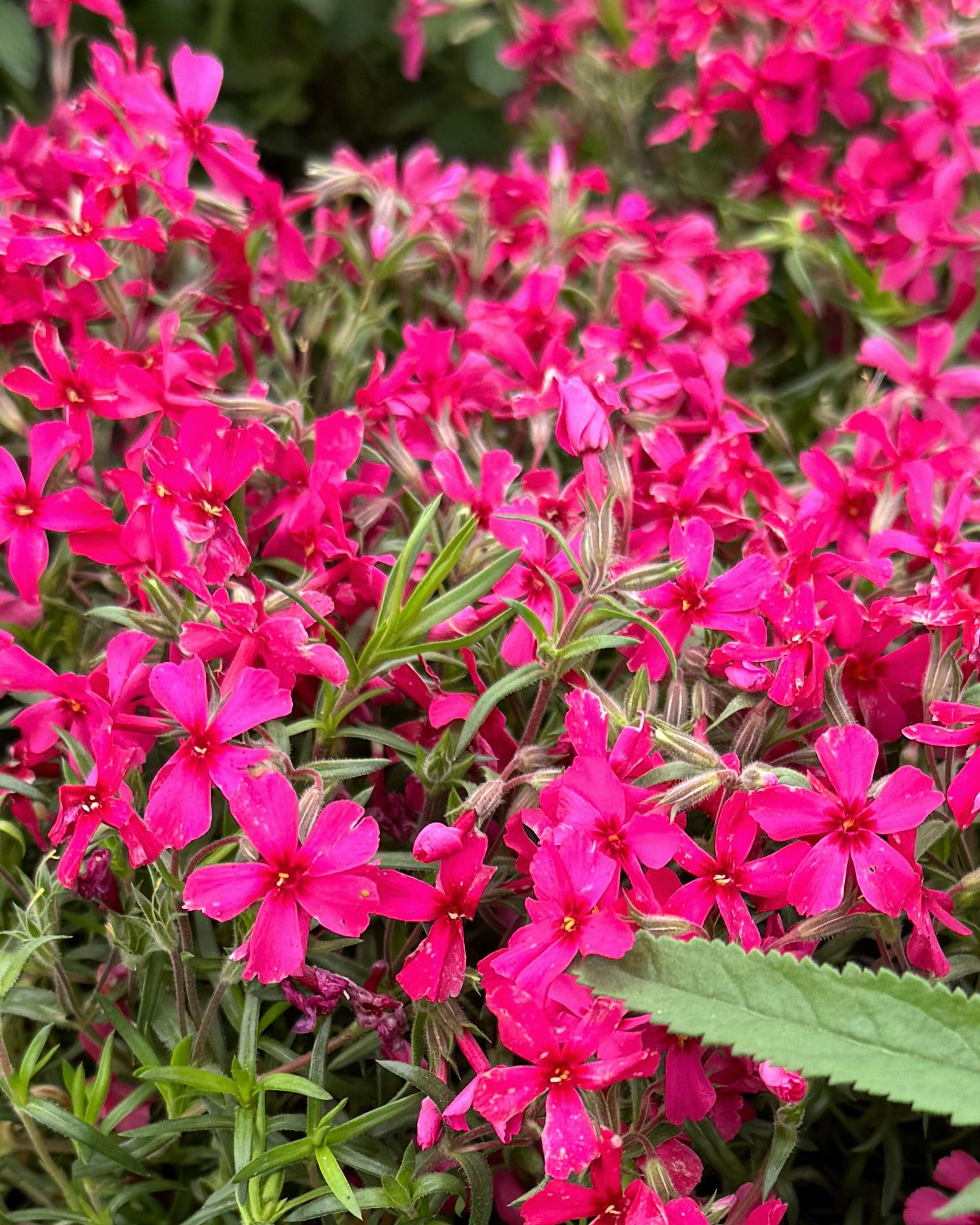 Creeping Red Phlox - view 4