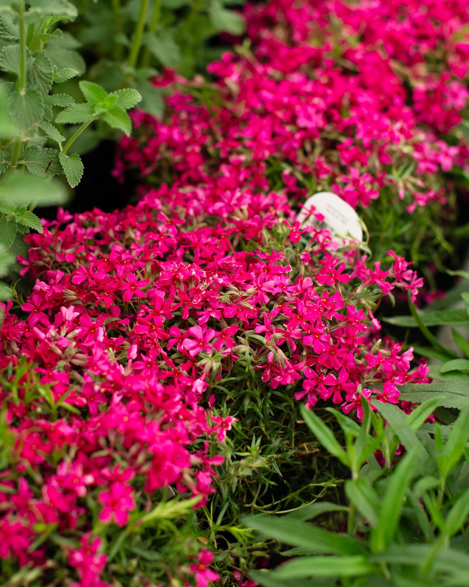 Creeping Red Phlox - view 5