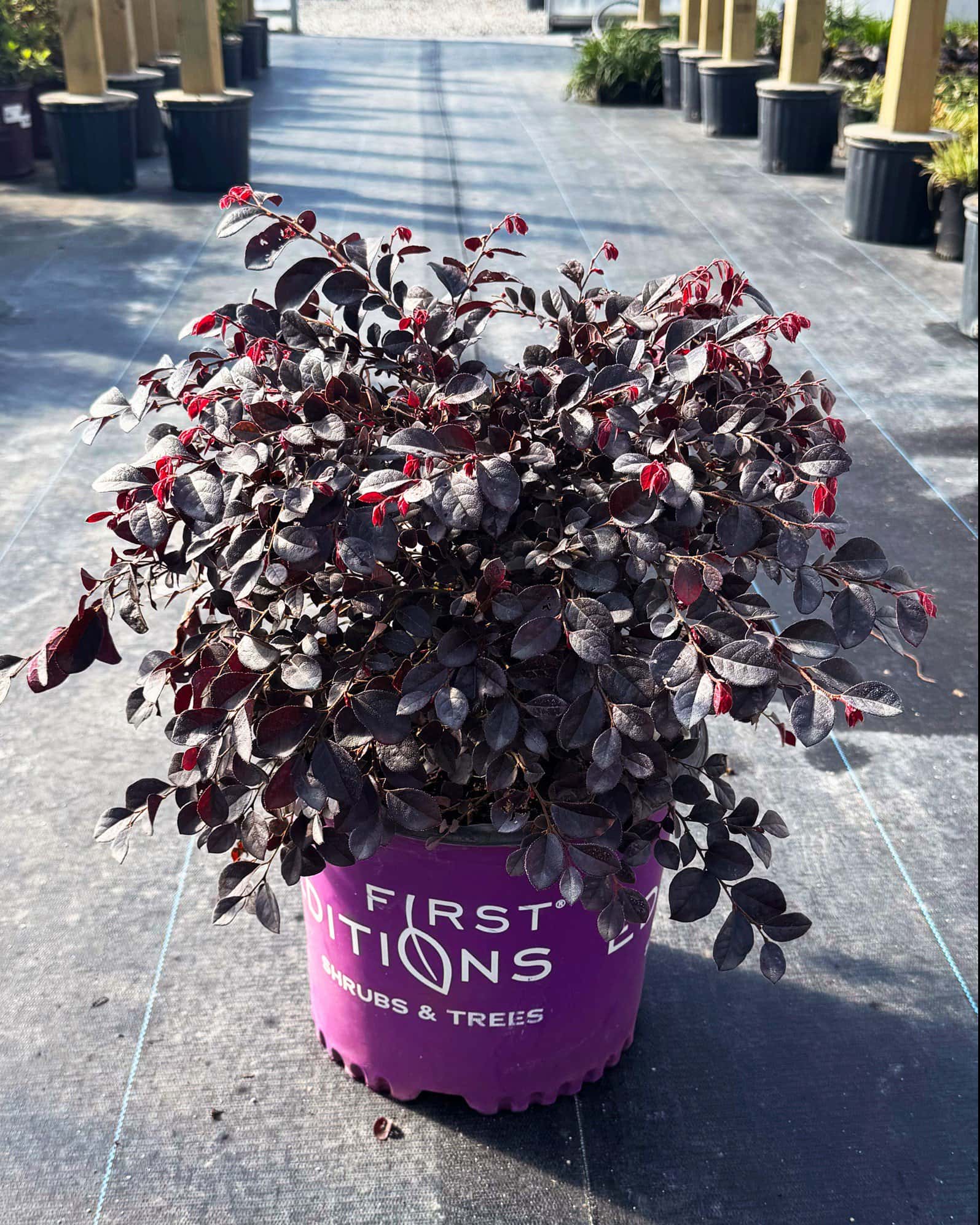 Crimson Fire Loropetalum - Image 1