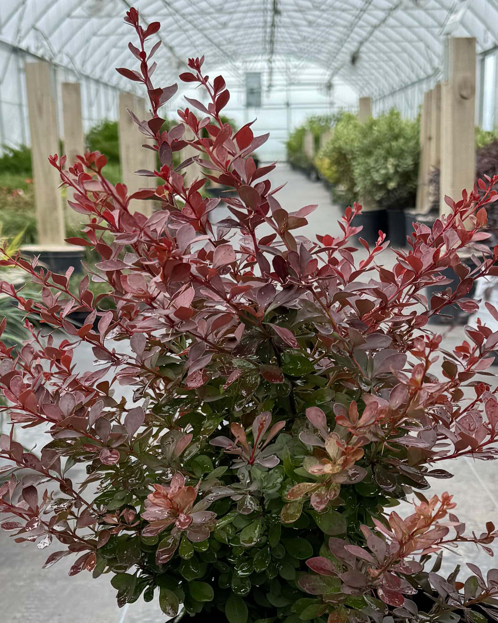 Crimson Pygmy Barberry - Main Image