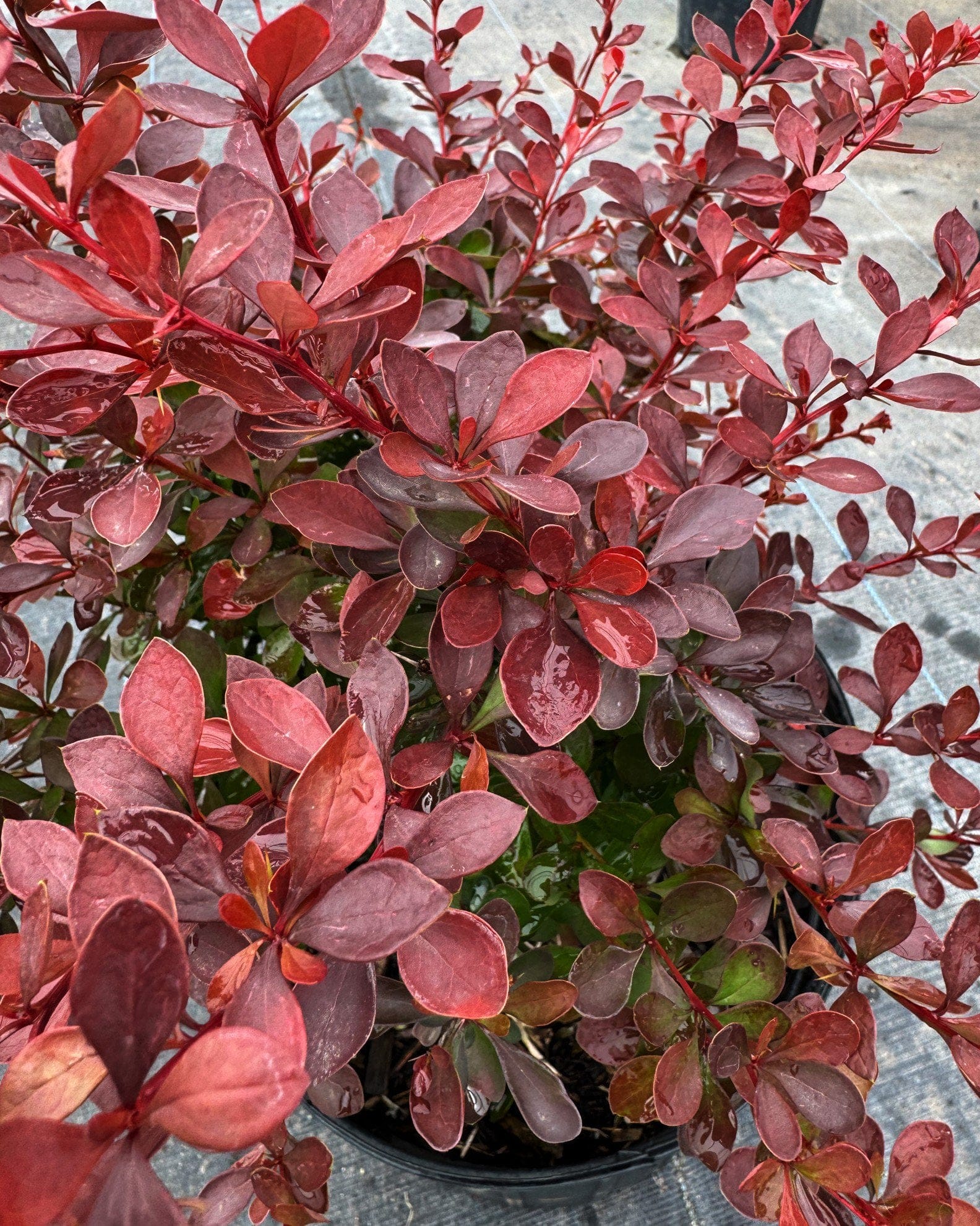 Crimson Pygmy Barberry - view 2