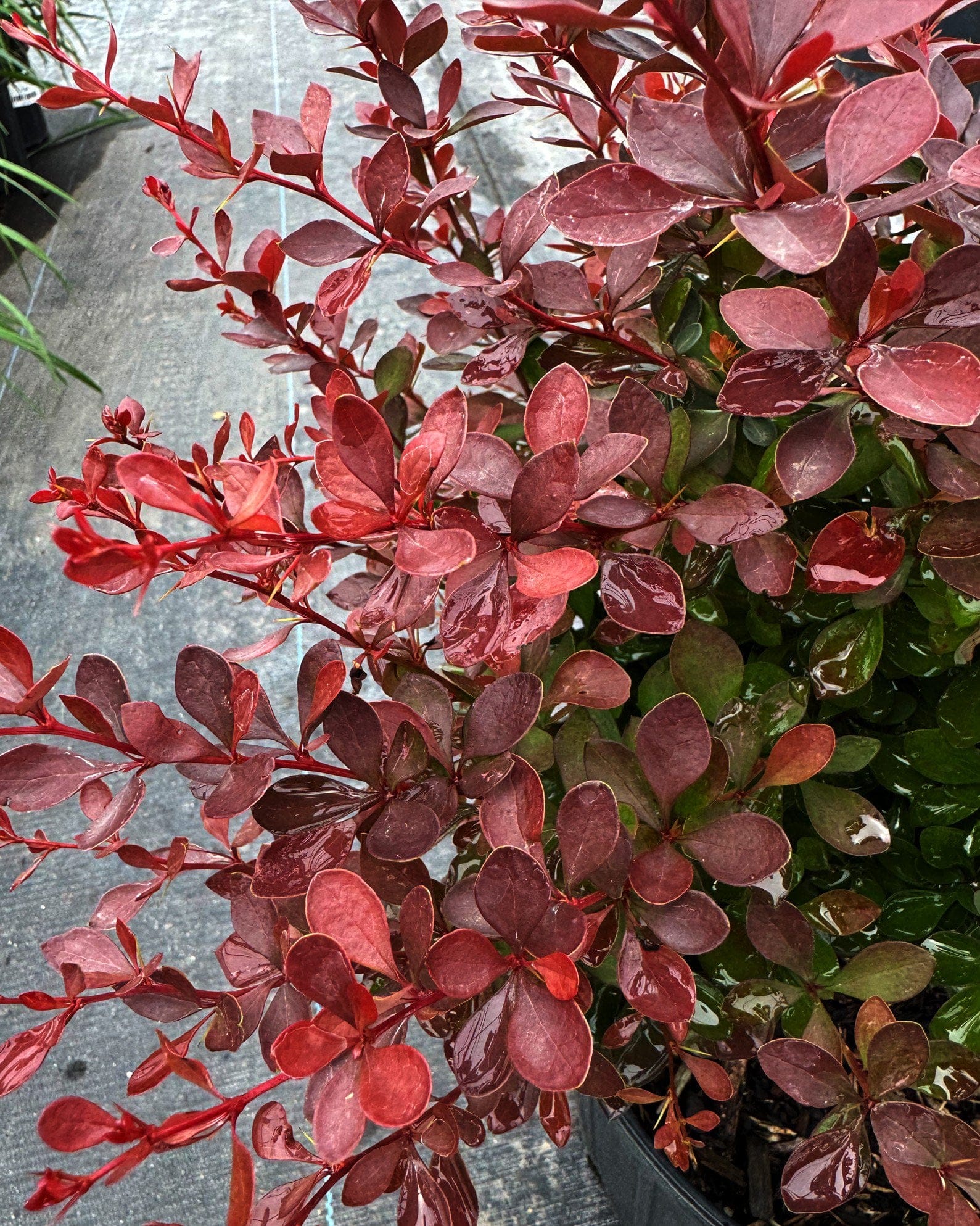 Crimson Pygmy Barberry - view 3