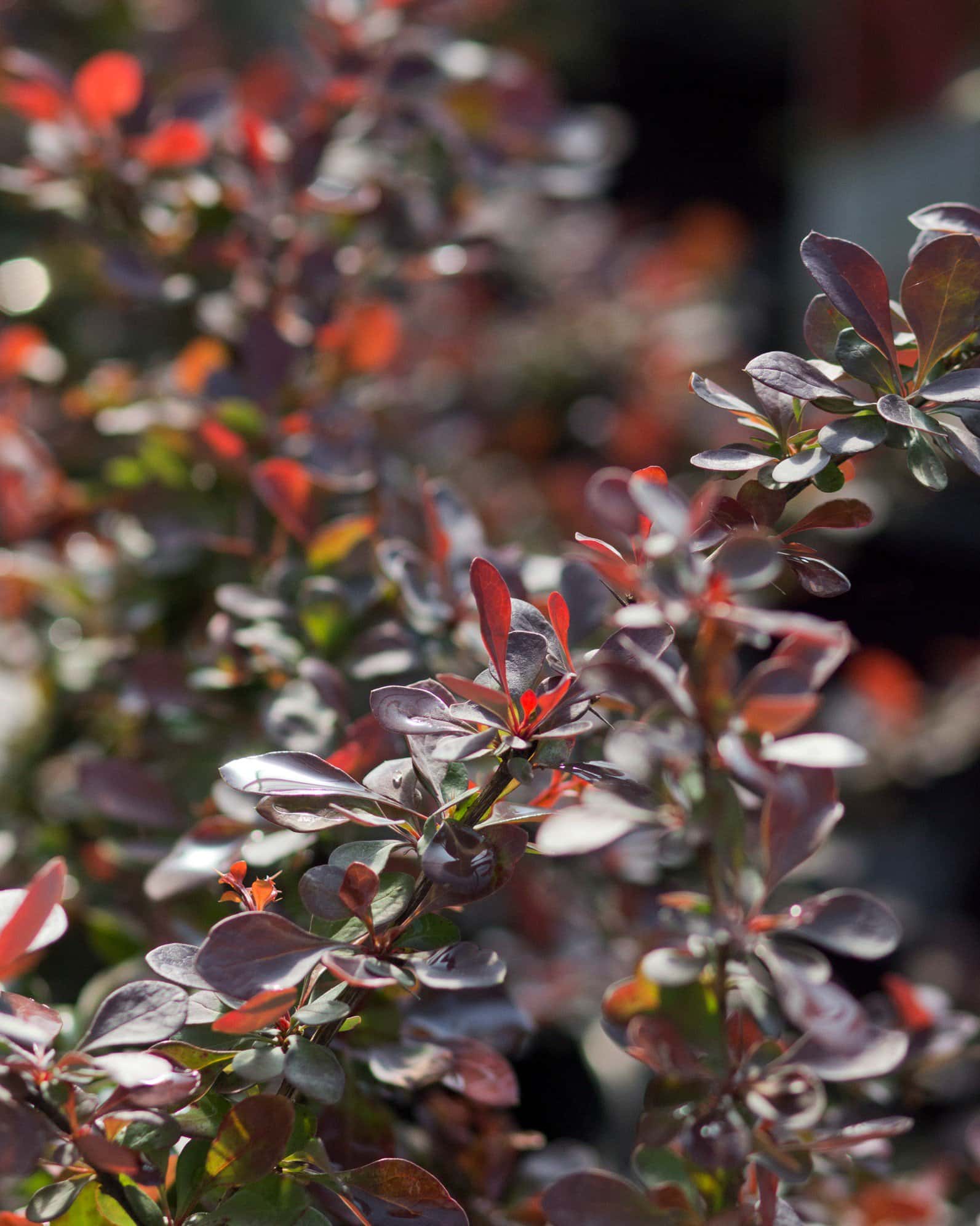Crimson Pygmy Barberry - Image 3