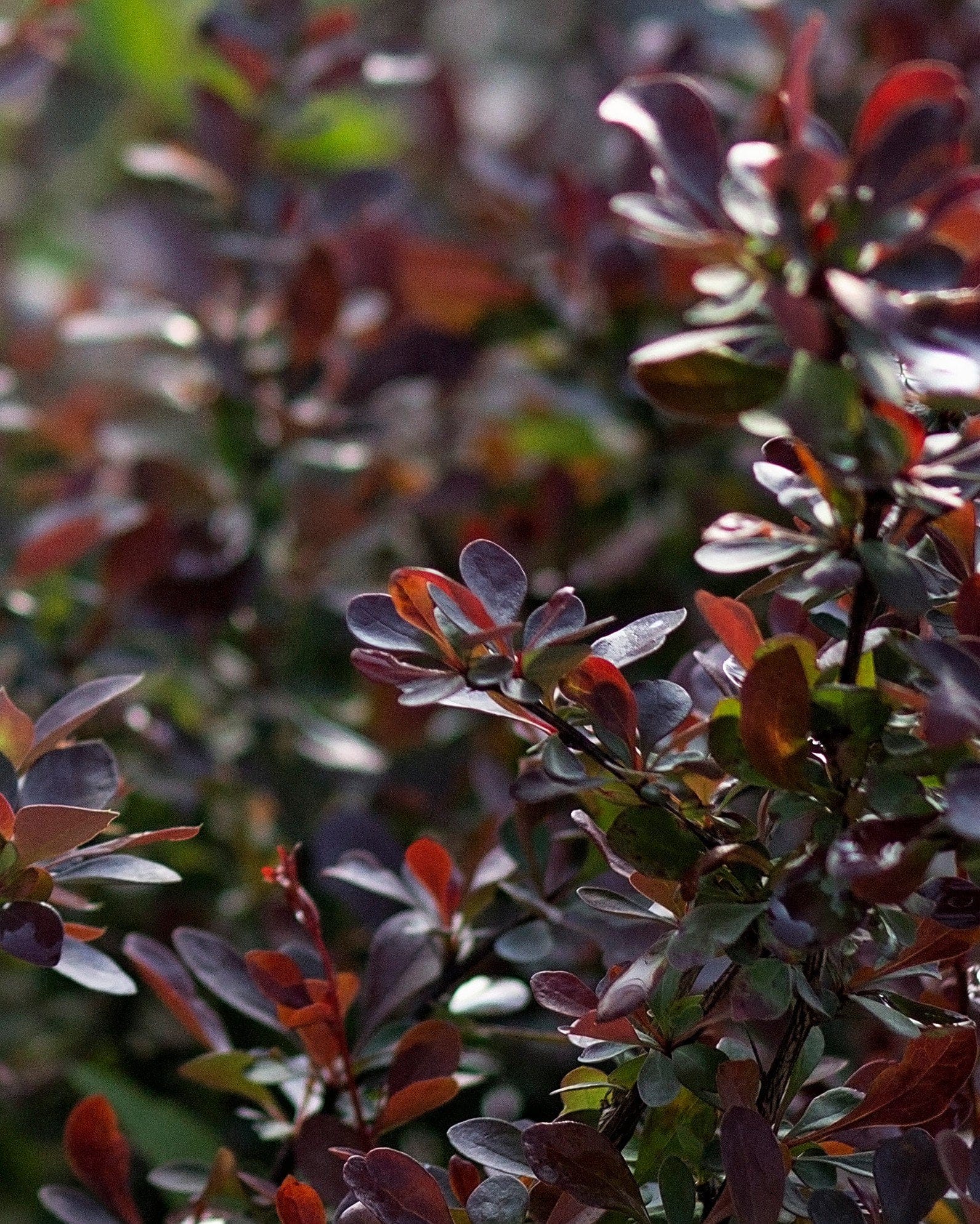 Crimson Pygmy Barberry - view 4