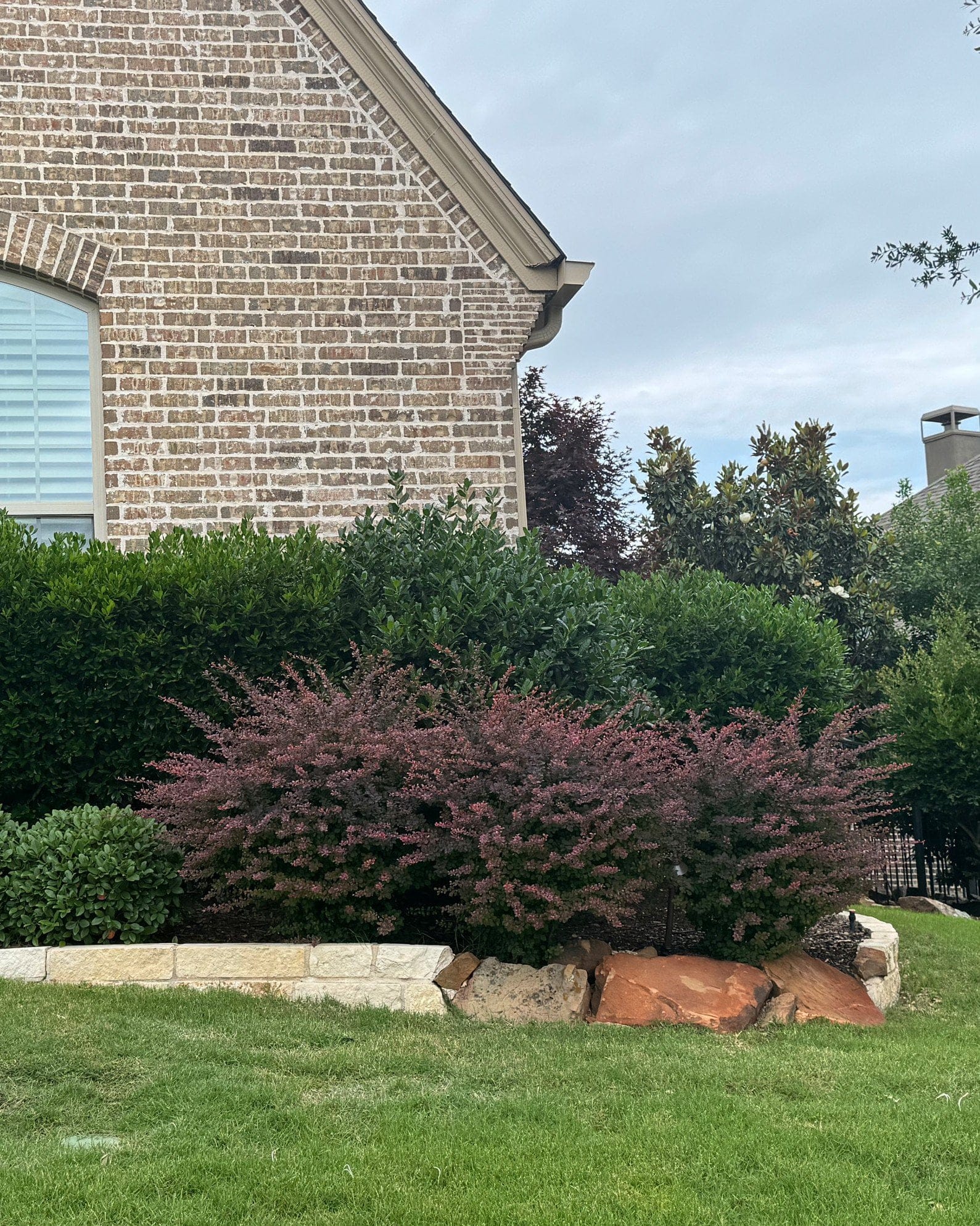 Crimson Pygmy Barberry - view 5