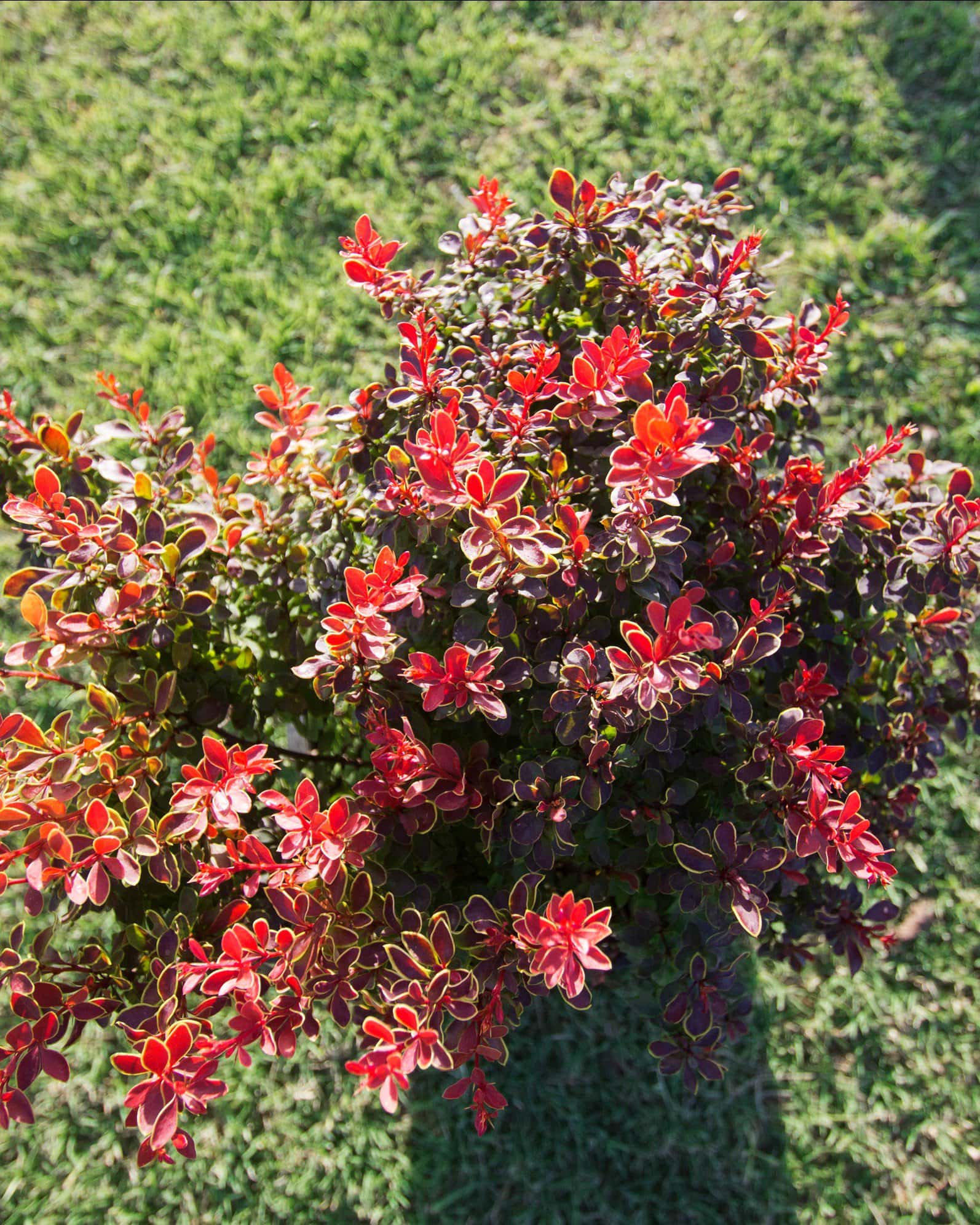 Admiration Barberry - Image 2