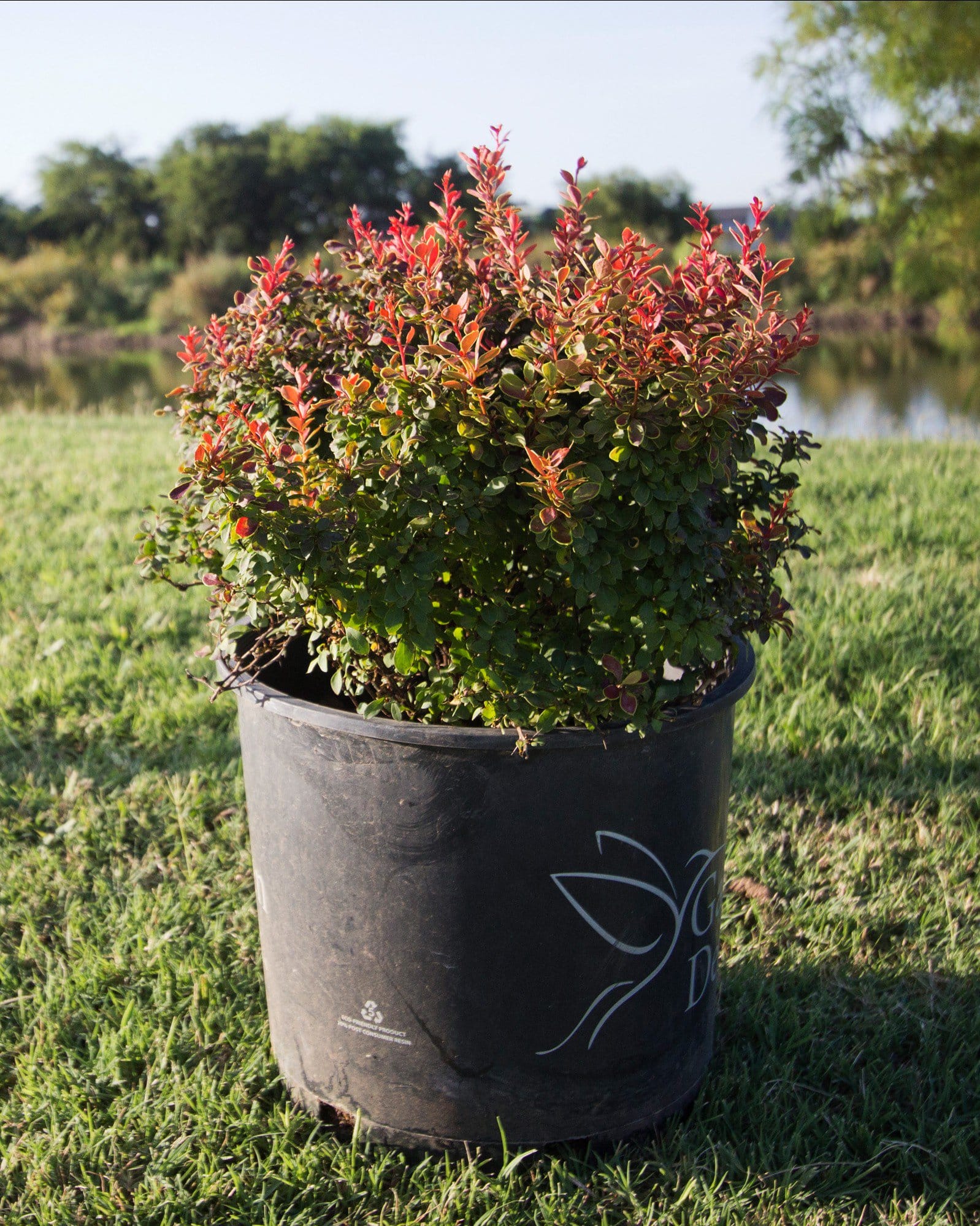 Admiration Barberry - view 4