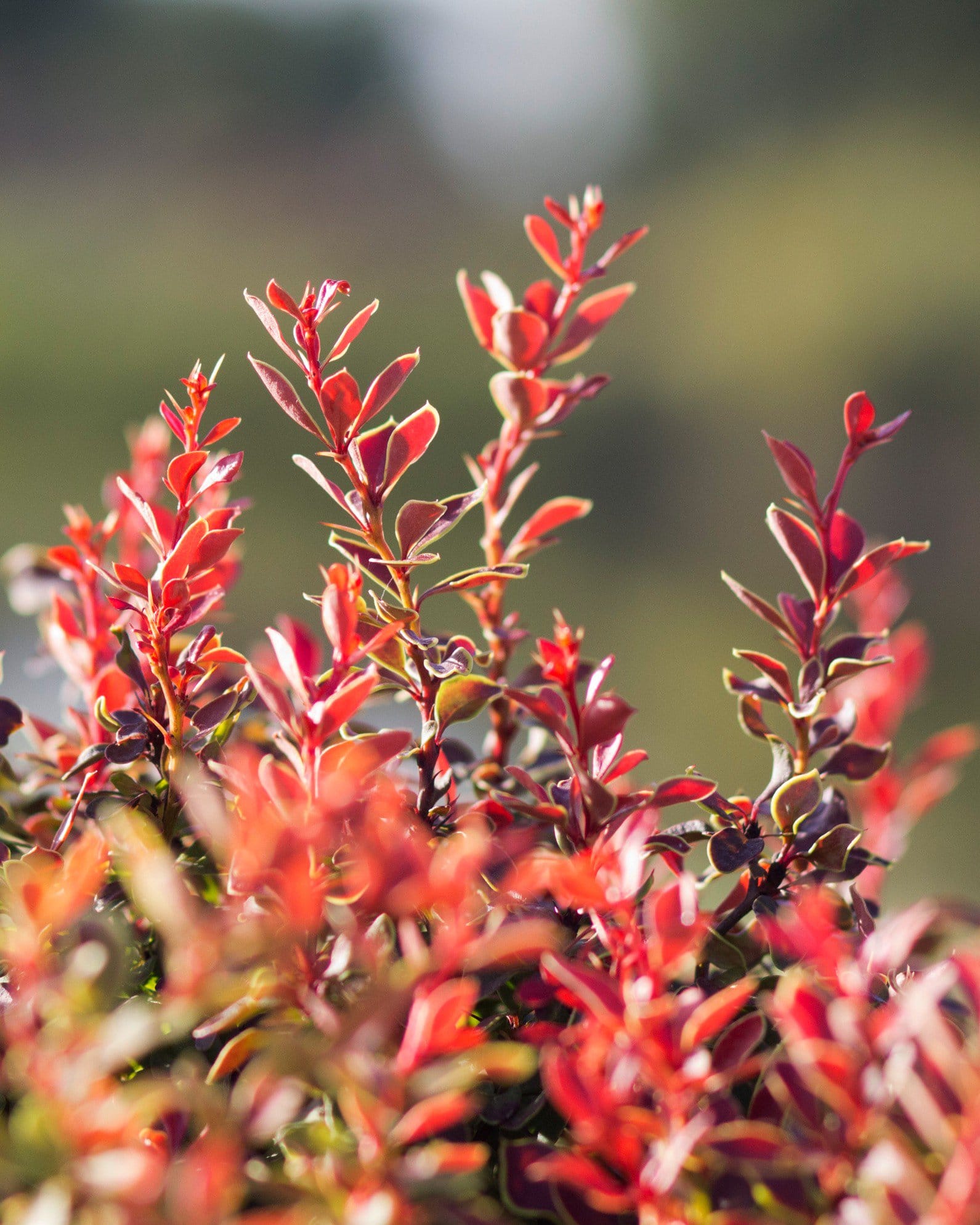 Admiration Barberry - view 5