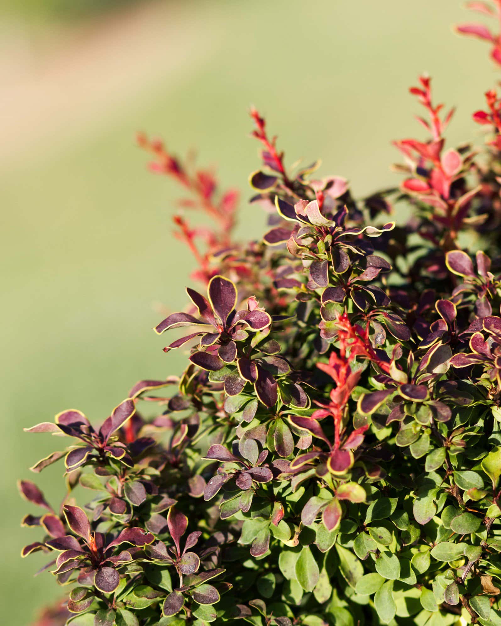 Admiration Barberry - Image 5
