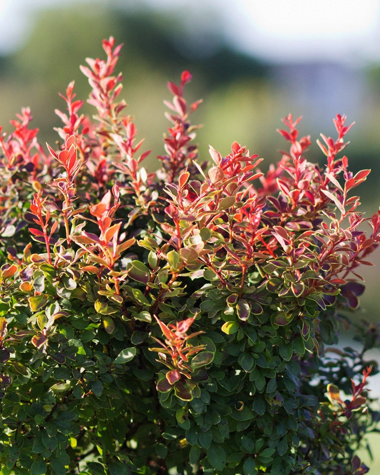 Admiration Barberry